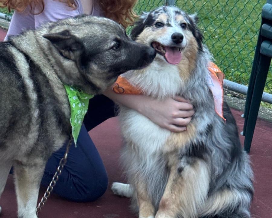 Enlarge Jeb, a Adoptable mixed breed in Painesville, OH image 4/6