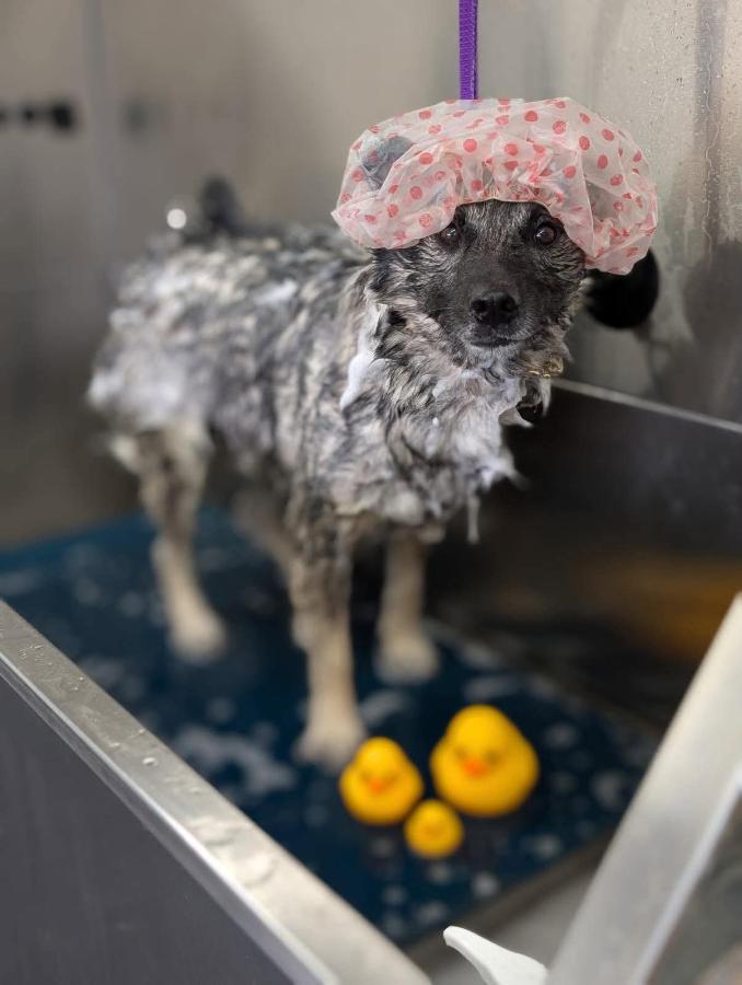 Enlarge Jeb, a Adoptable mixed breed in Painesville, OH image 5/6