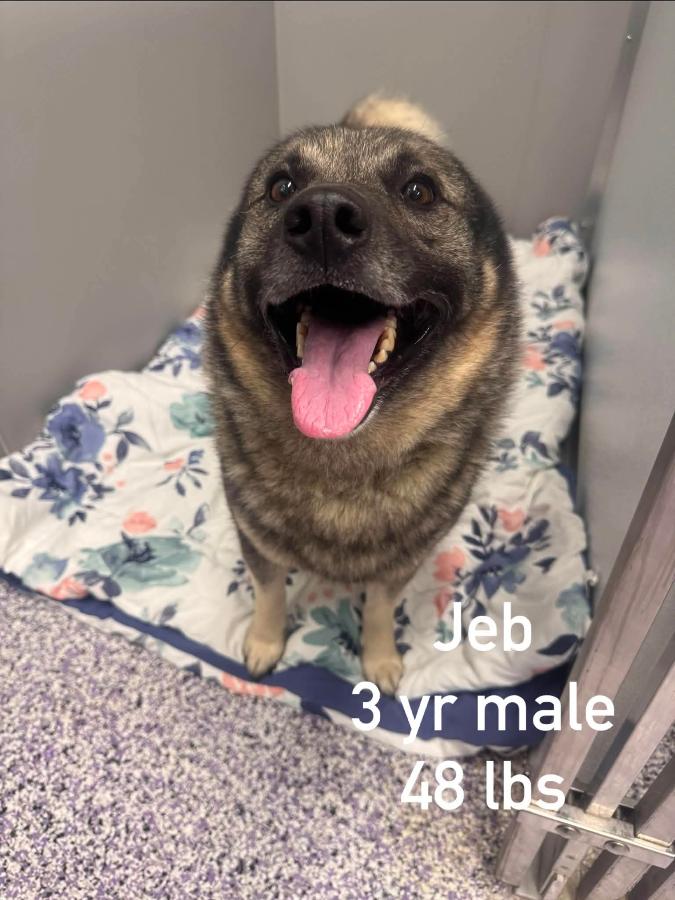 Enlarge Jeb, a Adoptable mixed breed in Painesville, OH image 4/4