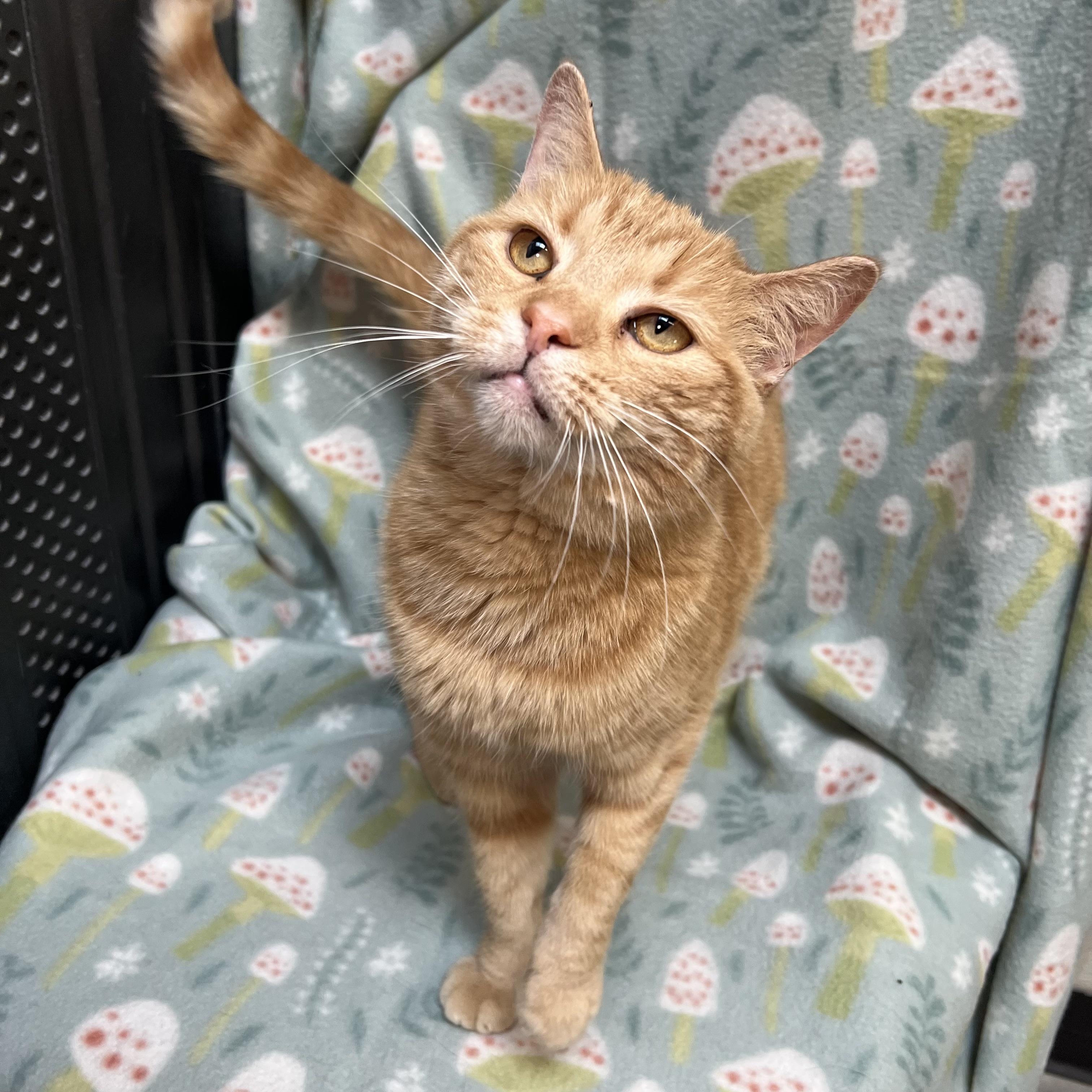 Pebbles, adoptable, Young Female Domestic Short Hair.