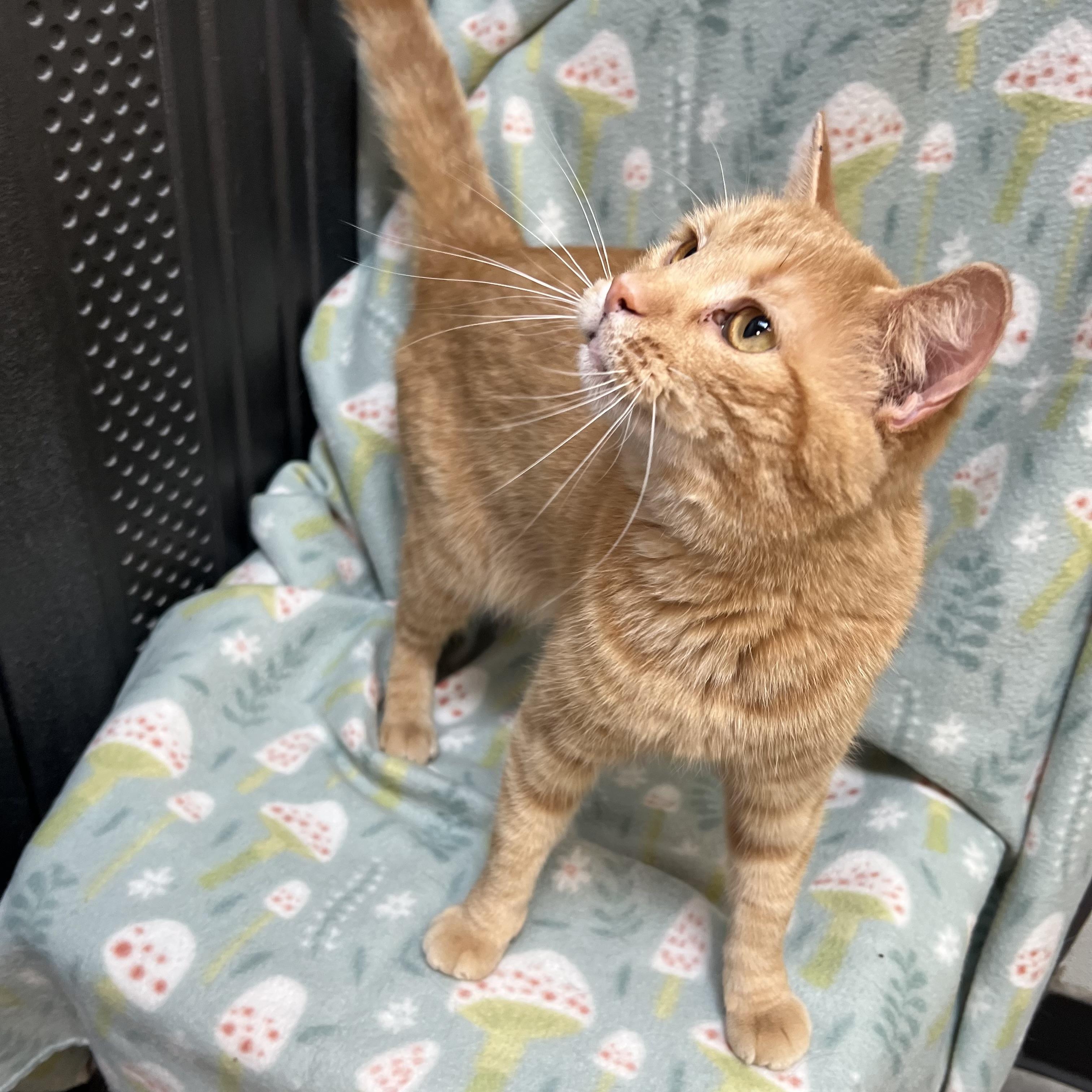 Pebbles, an adoptable mixed breed in Fairmont, MN image 4/6