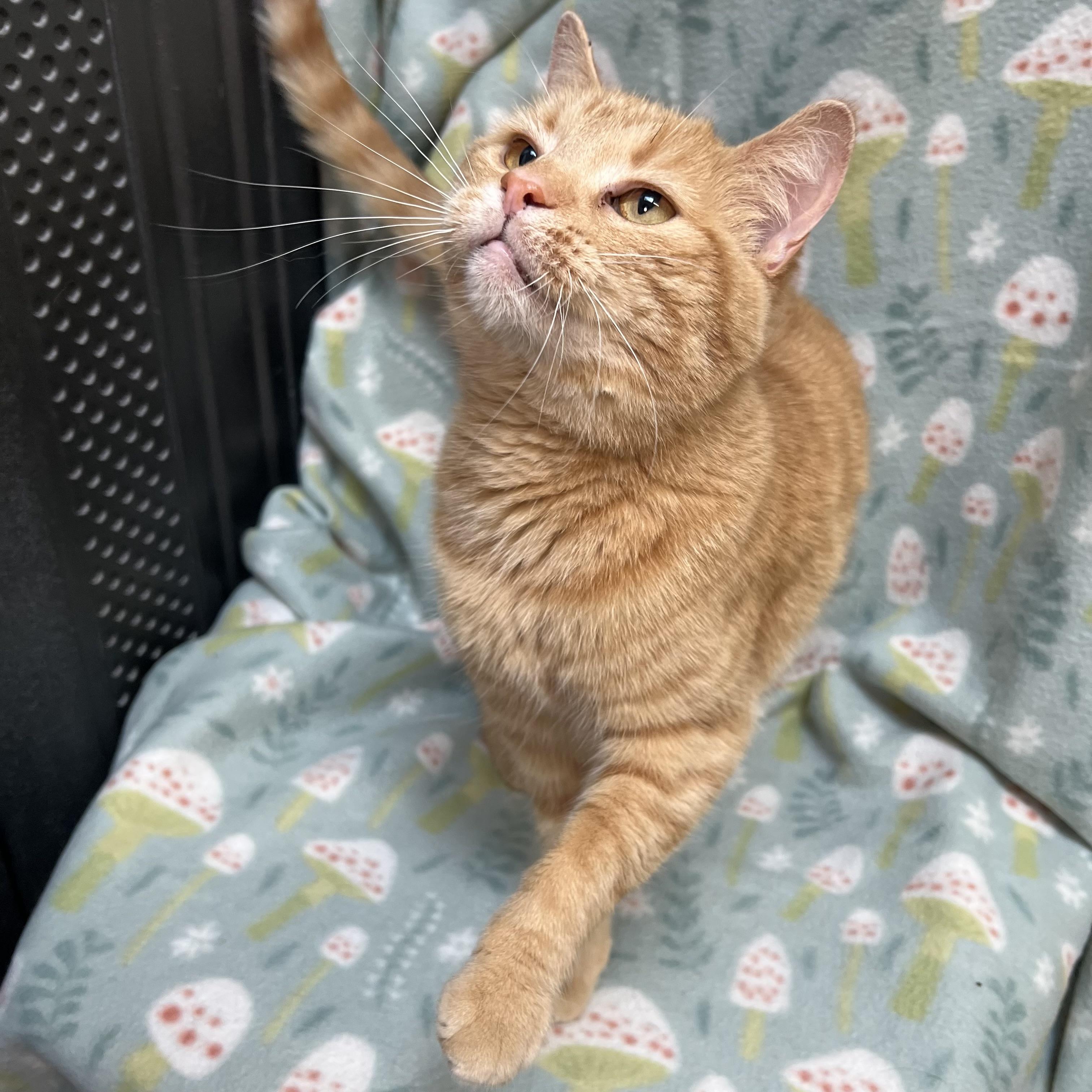Pebbles, an adoptable mixed breed in Fairmont, MN image 5/6