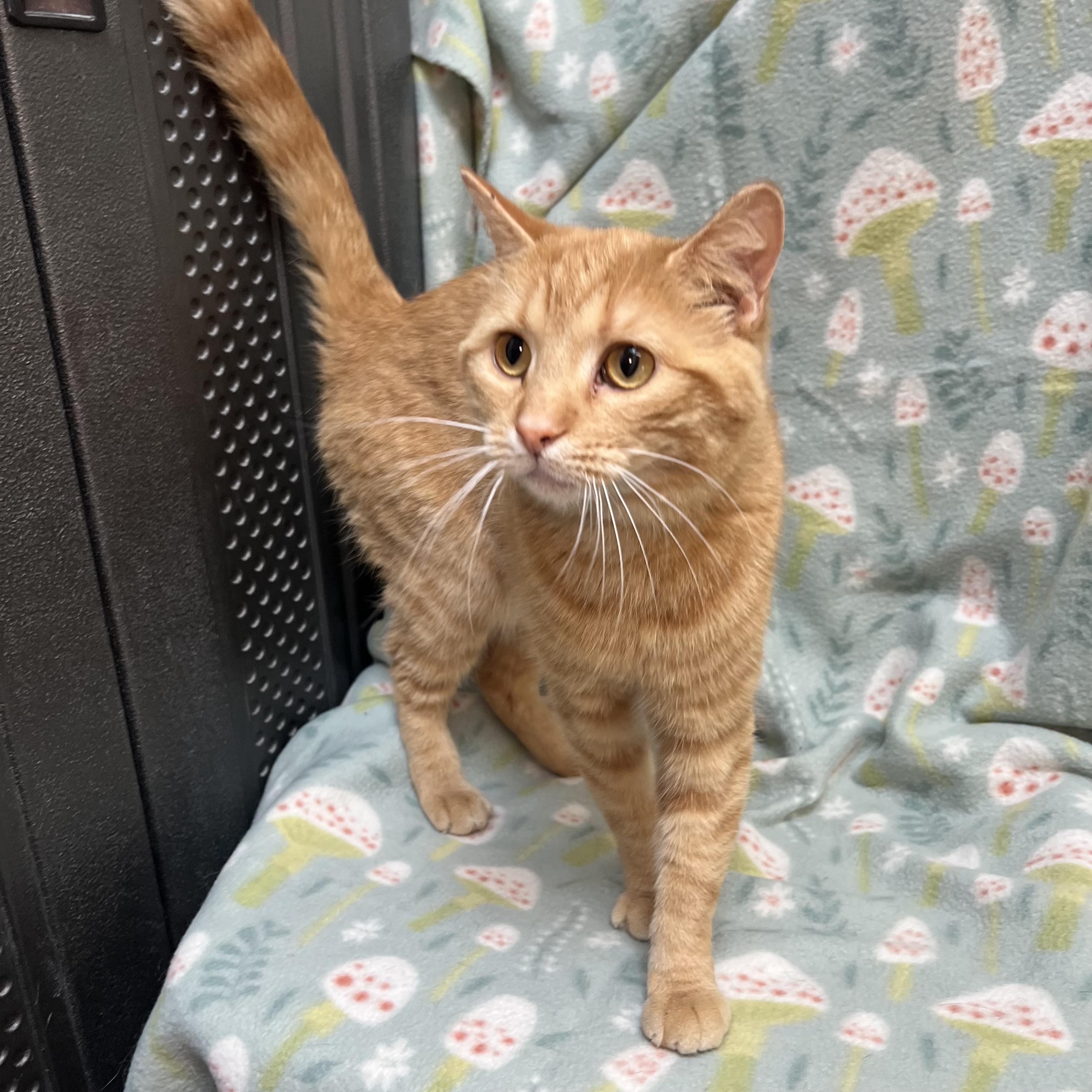 Pebbles, an adoptable mixed breed in Fairmont, MN image 2/6