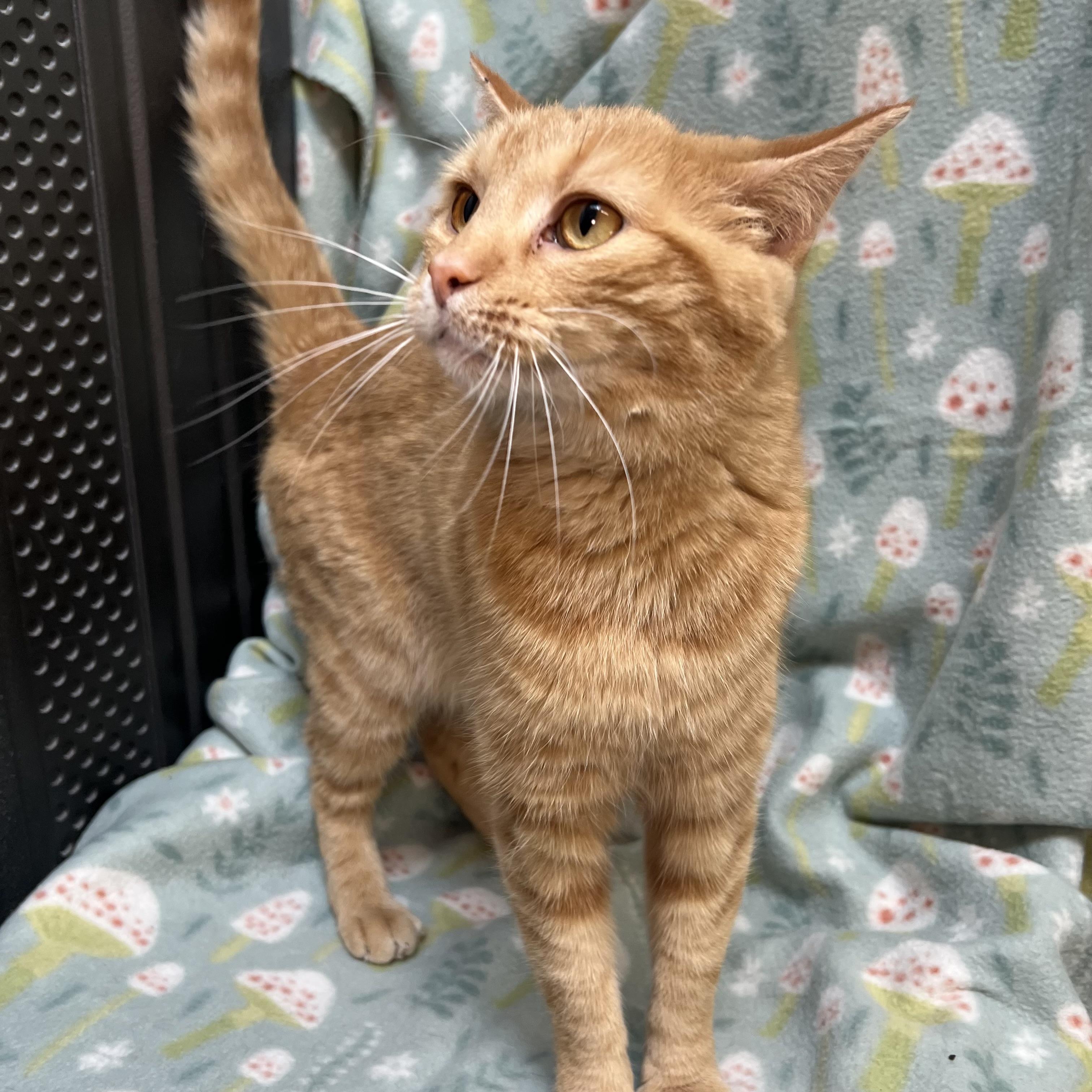 Pebbles, an adoptable mixed breed in Fairmont, MN image 6/6