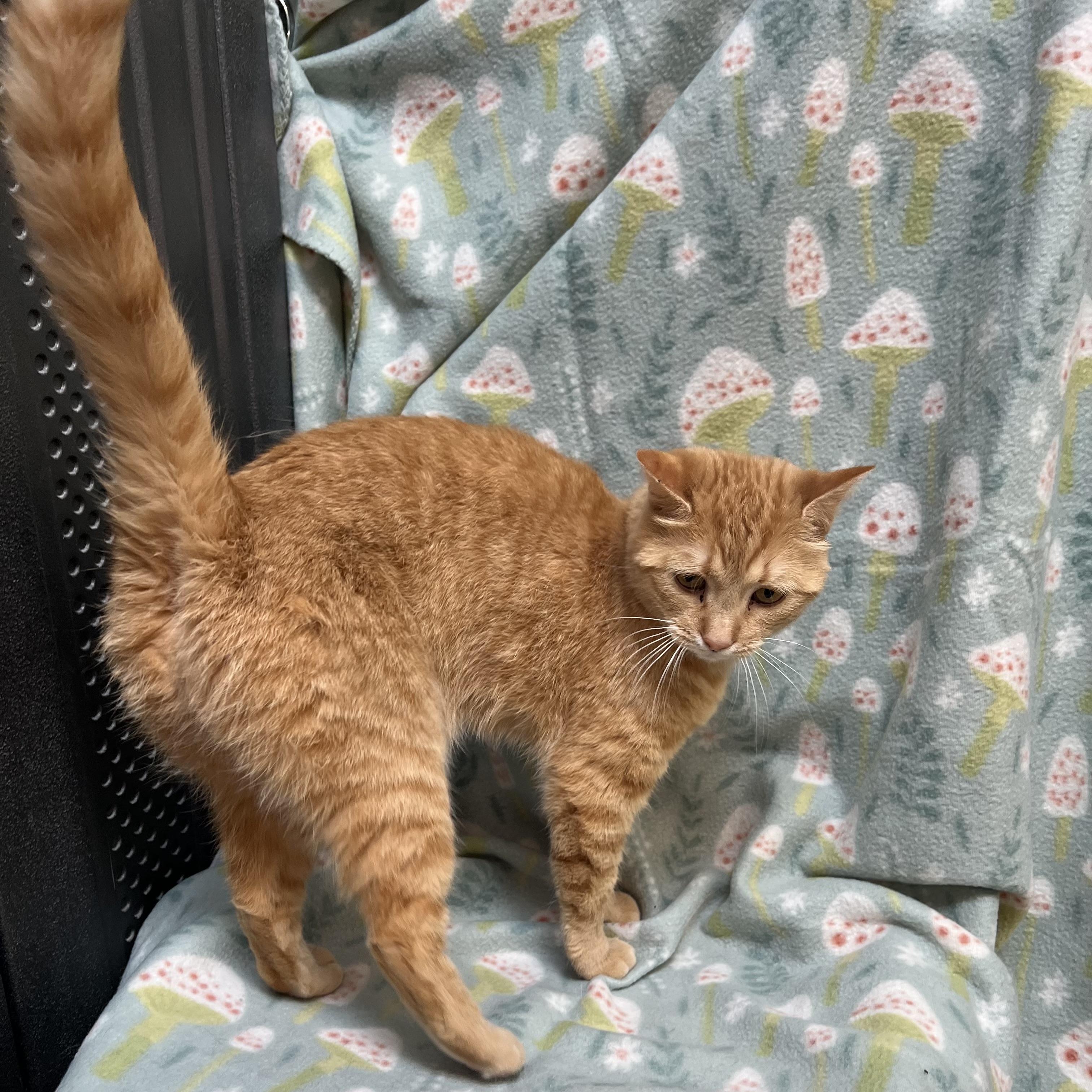 Pebbles, an adoptable mixed breed in Fairmont, MN image 3/6