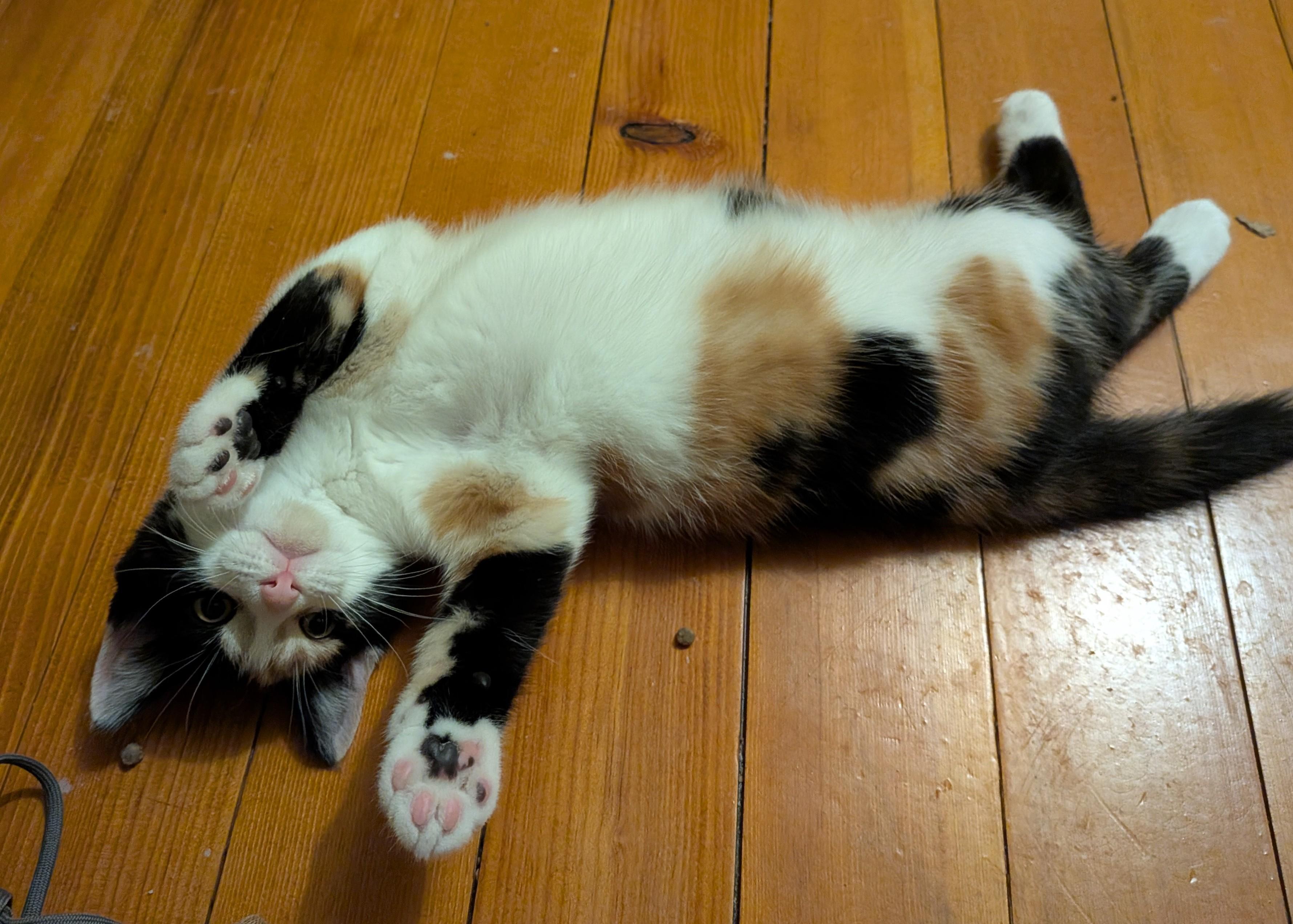 Kiki, ADOPTABLE, Young Female American Shorthair.