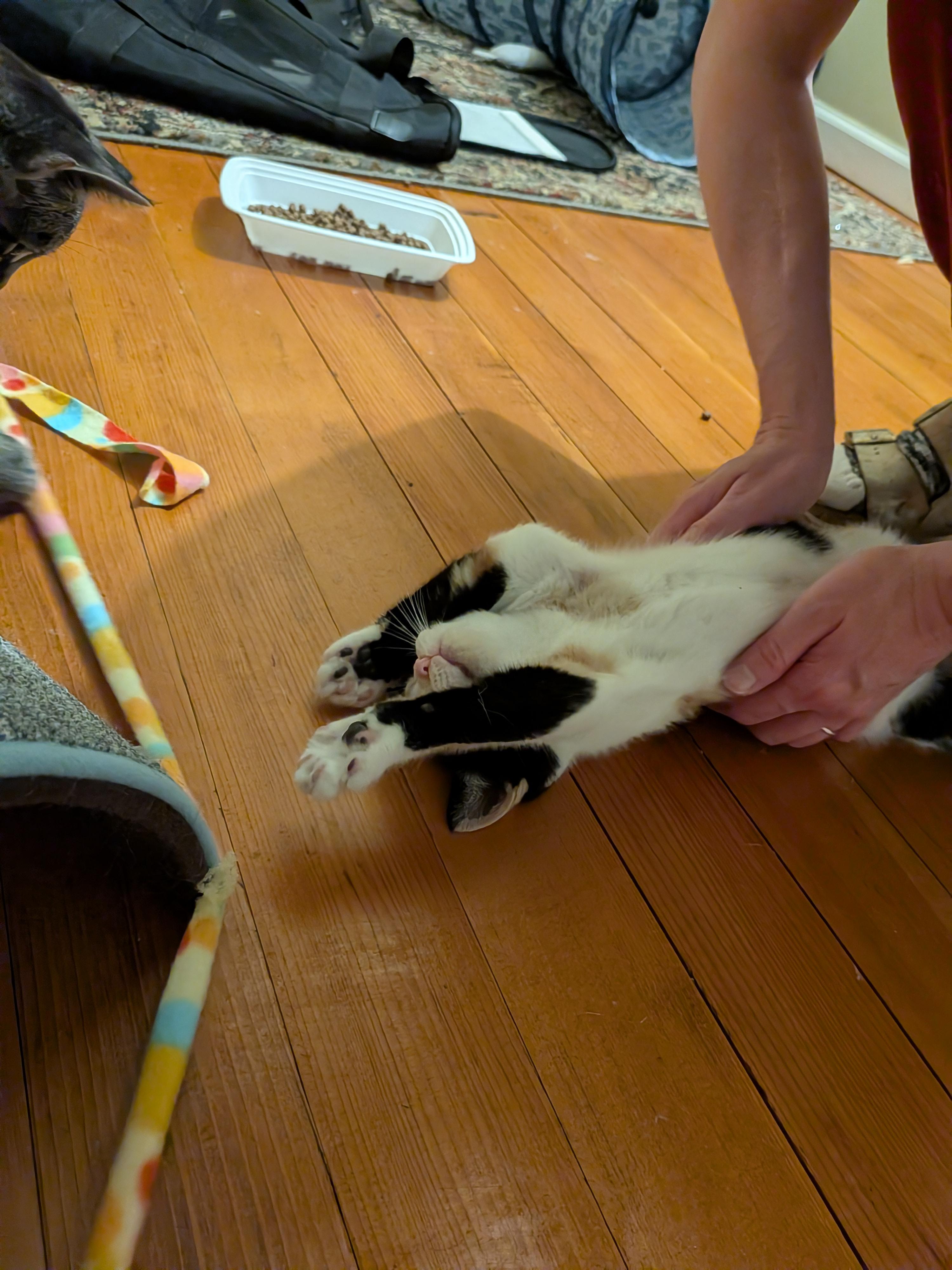 Kiki, a ADOPTABLE American Shorthair in Rochester, NY image 4/5