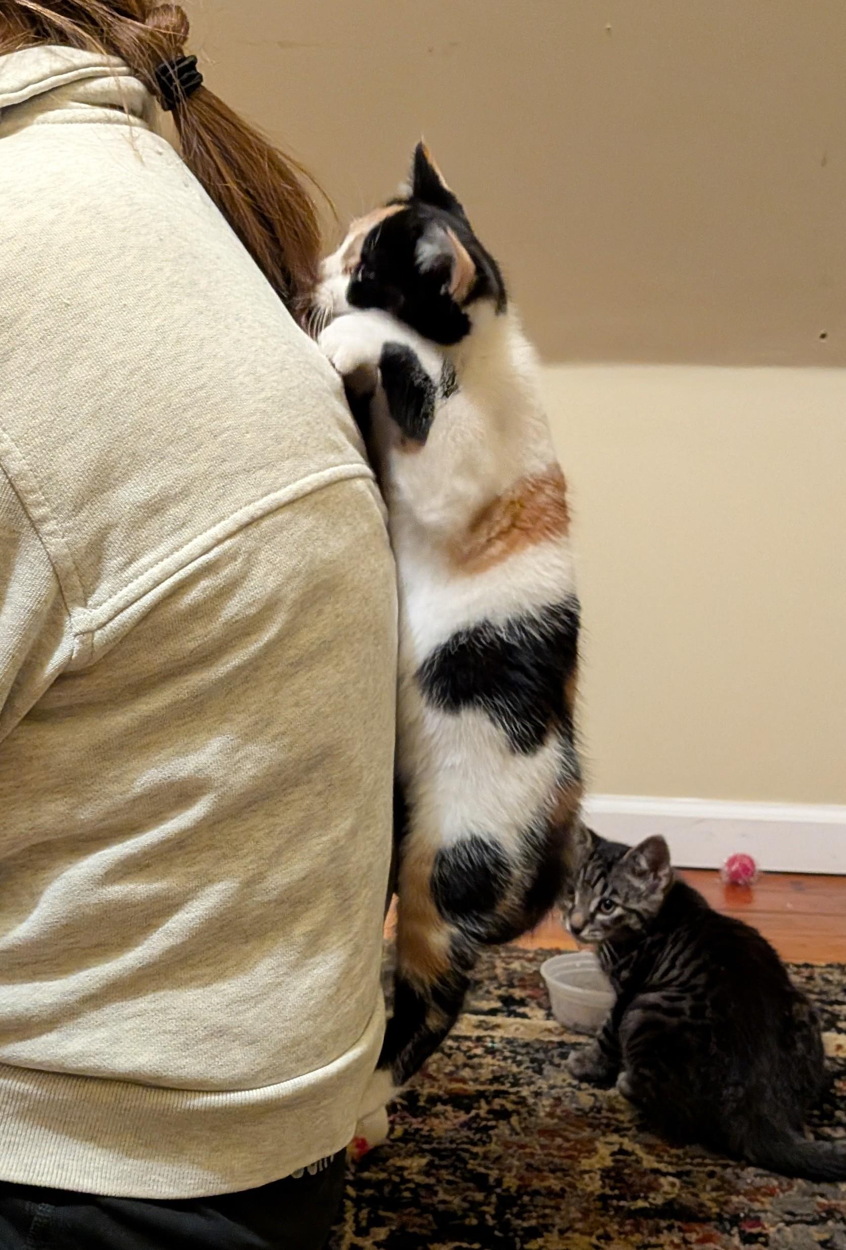 Kiki, a ADOPTABLE American Shorthair in Rochester, NY image 5/5