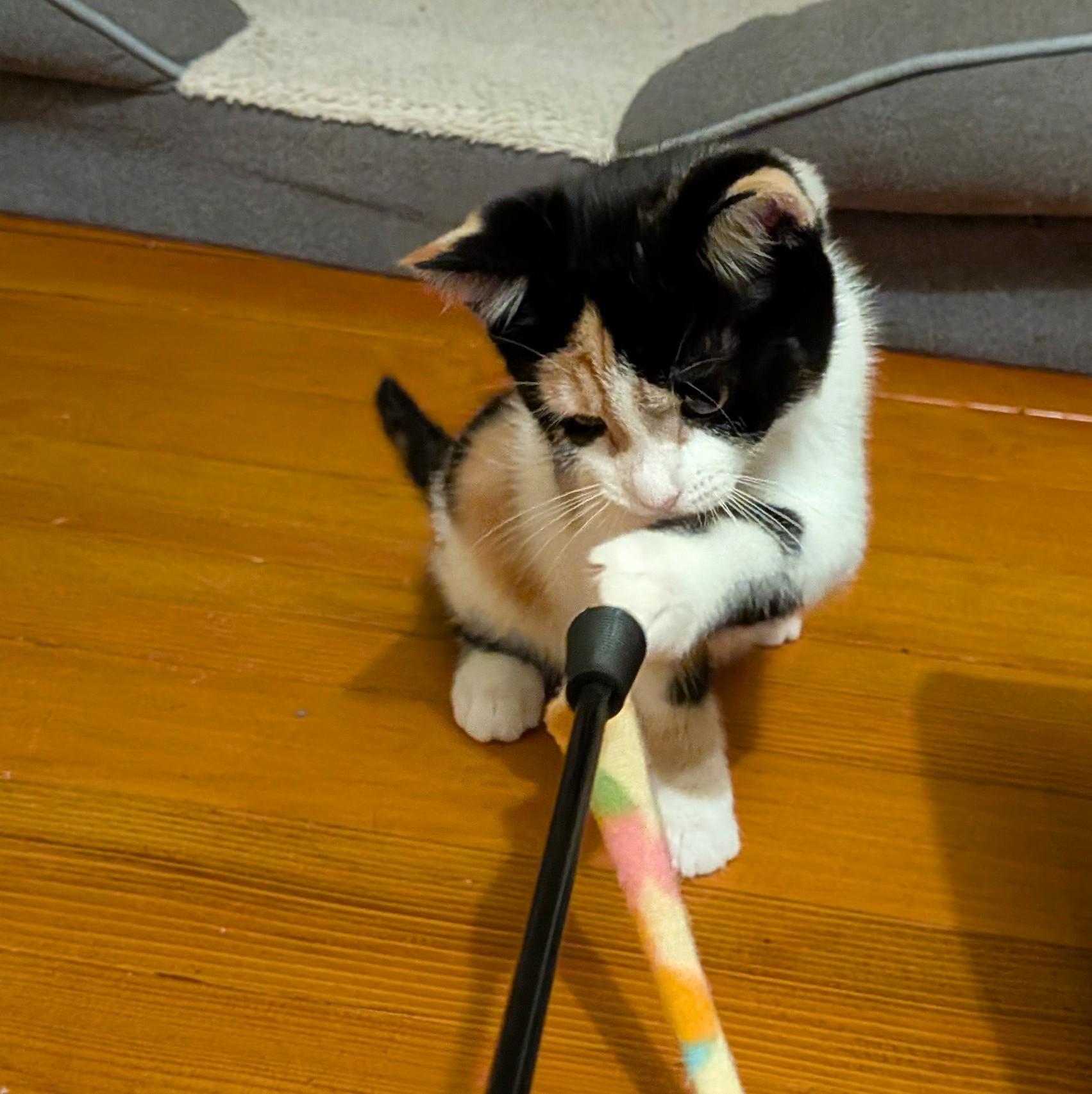 Kiki, a ADOPTABLE American Shorthair in Rochester, NY image 3/5