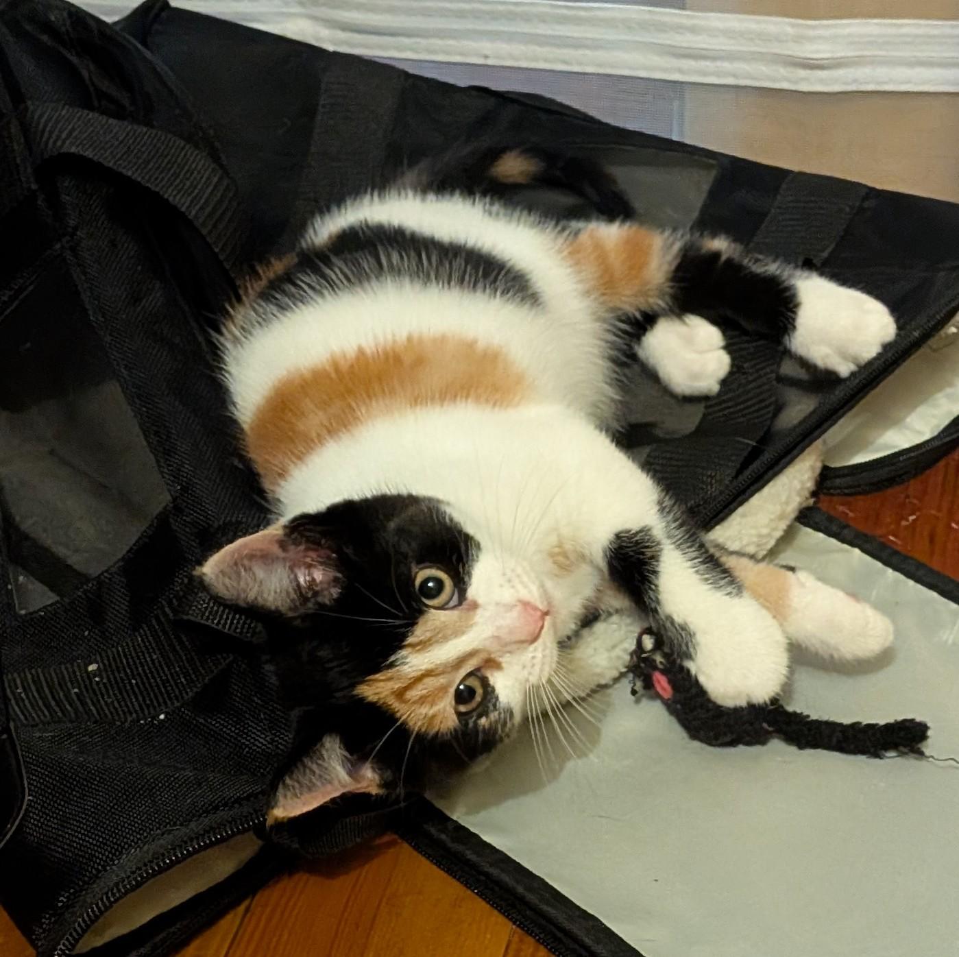 Kiki, a ADOPTABLE American Shorthair in Rochester, NY image 2/5