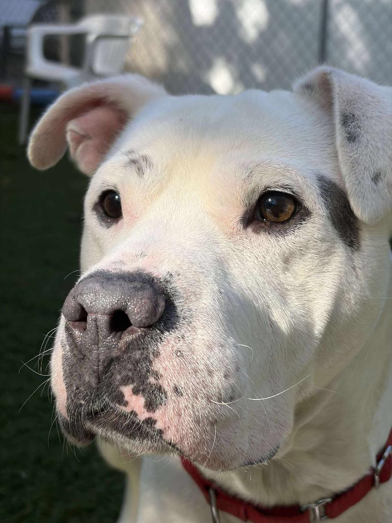 Enlarge Caspian, a Adoptable Pit Bull Terrier in Sunrise Beach, MO image 1/6