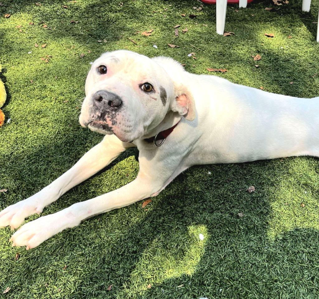 Enlarge Caspian, a Adoptable Pit Bull Terrier in Sunrise Beach, MO image 2/6