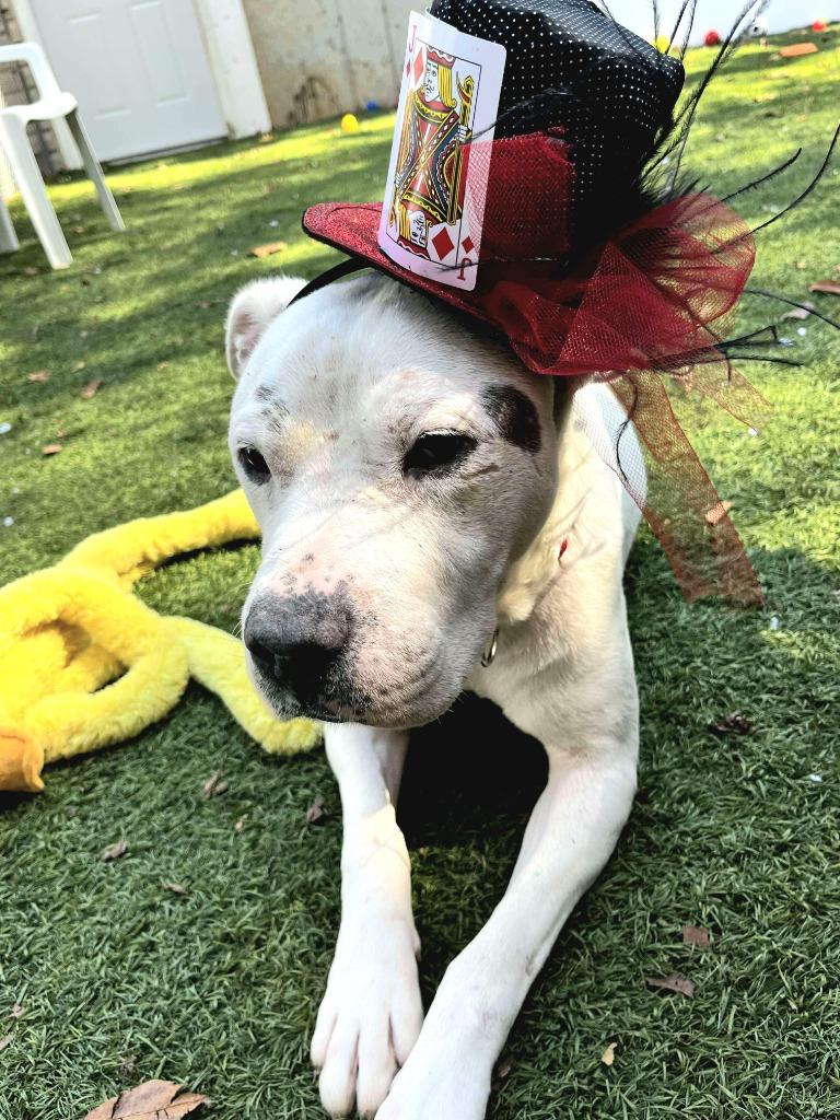 Caspian, a Adoptable Pit Bull Terrier in Sunrise Beach, MO image 5/6