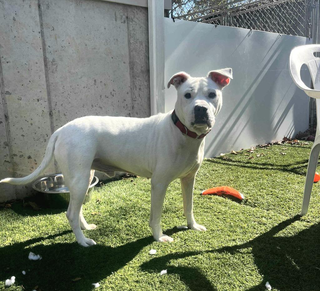 Caspian, a Adoptable Pit Bull Terrier in Sunrise Beach, MO image 6/6