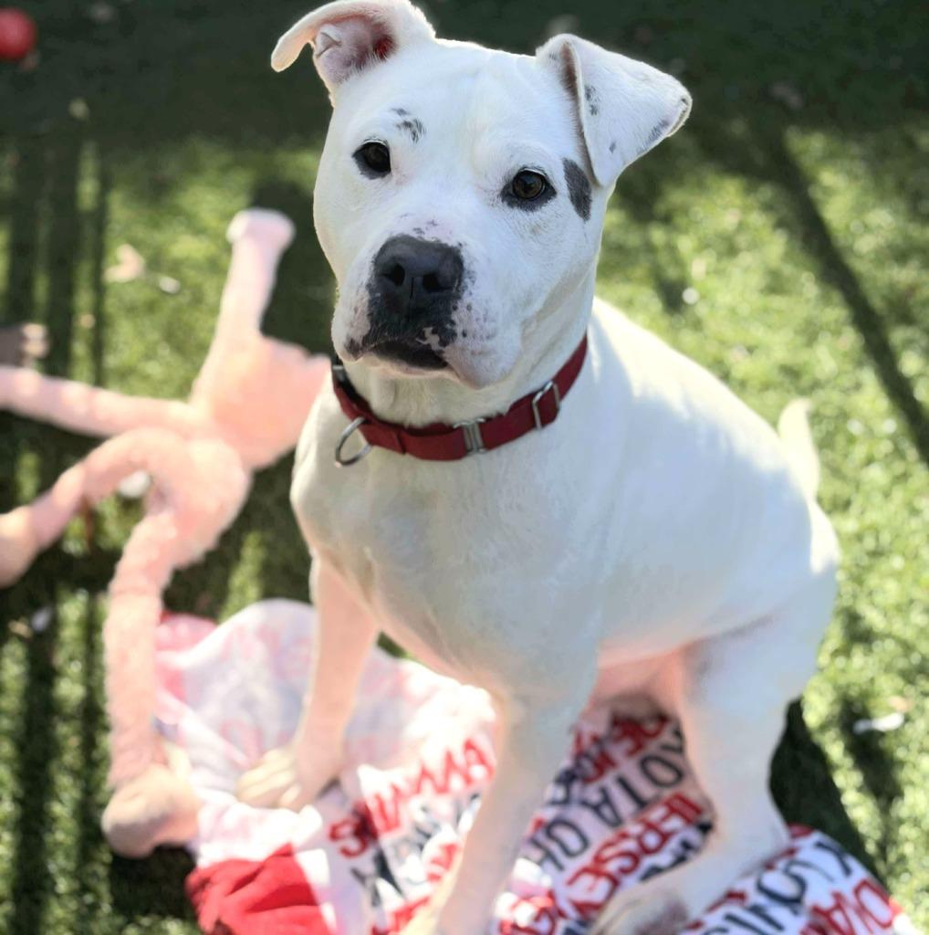 Enlarge Caspian, a Adoptable Pit Bull Terrier in Sunrise Beach, MO image 5/6