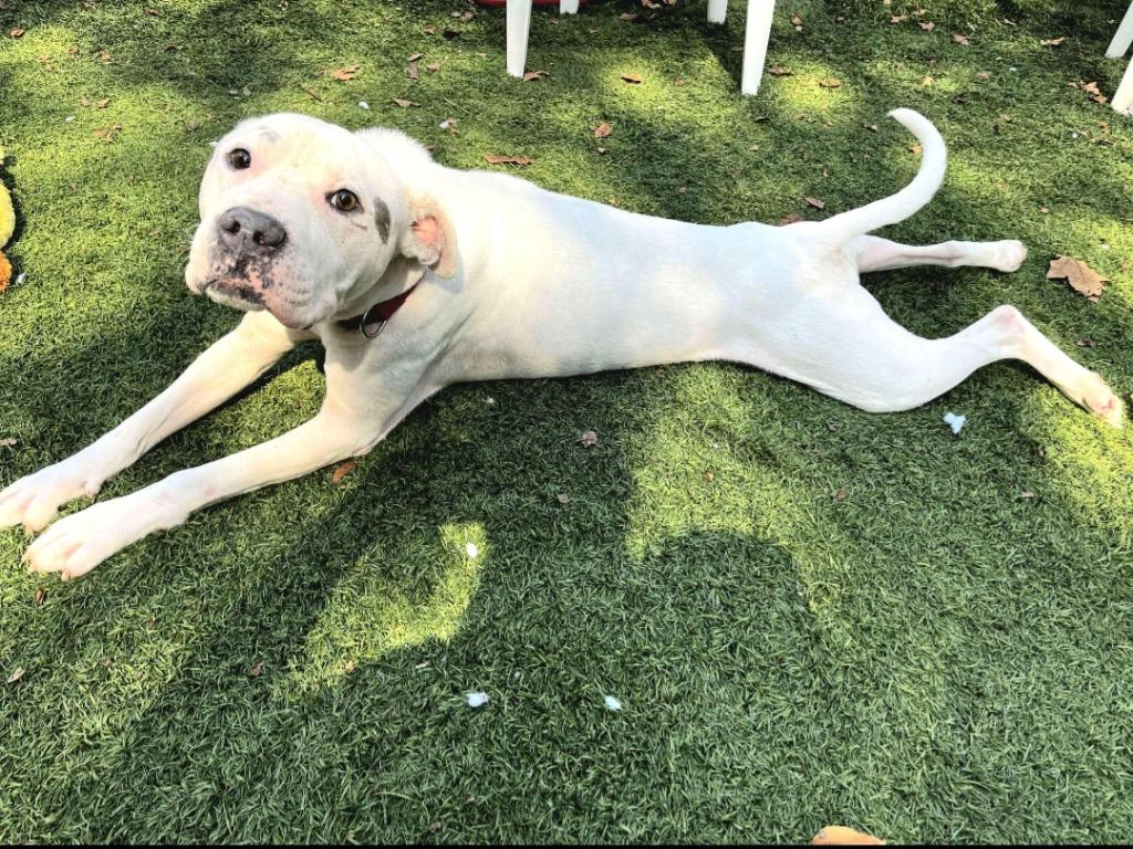 Enlarge Caspian, a Adoptable Pit Bull Terrier in Sunrise Beach, MO image 6/6