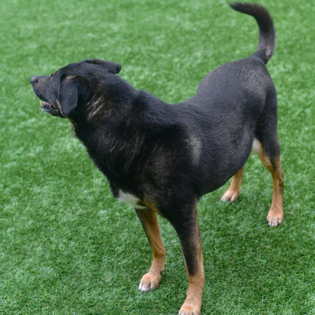 Sasha, Adoptable, Senior Female Mixed Breed.