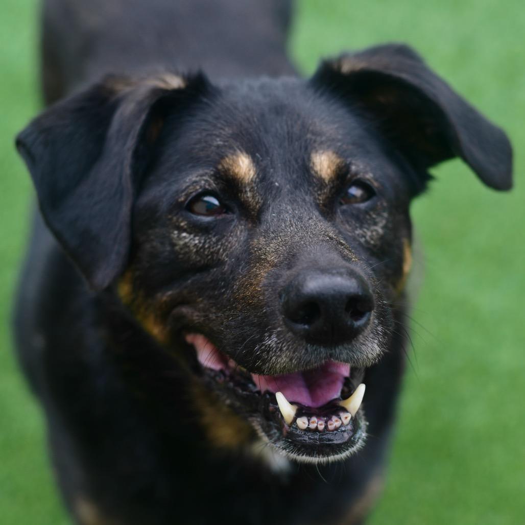 Sasha, a Adoptable Mixed Breed in Ottawa, KS image 2/2