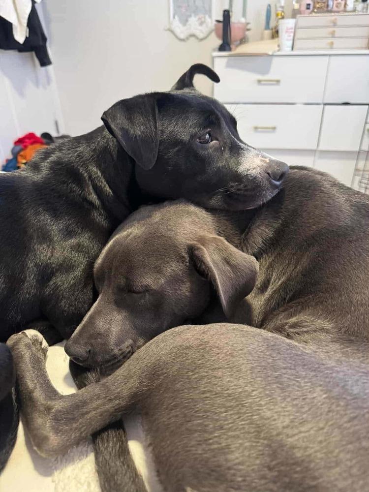 Enlarge Tammy   (2026), a Adoptable mixed breed in Wenonah, NJ image 3/5