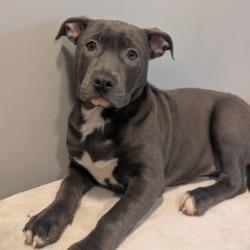 Enlarge Tammy   (2026), a Adoptable mixed breed in Wenonah, NJ image 5/5