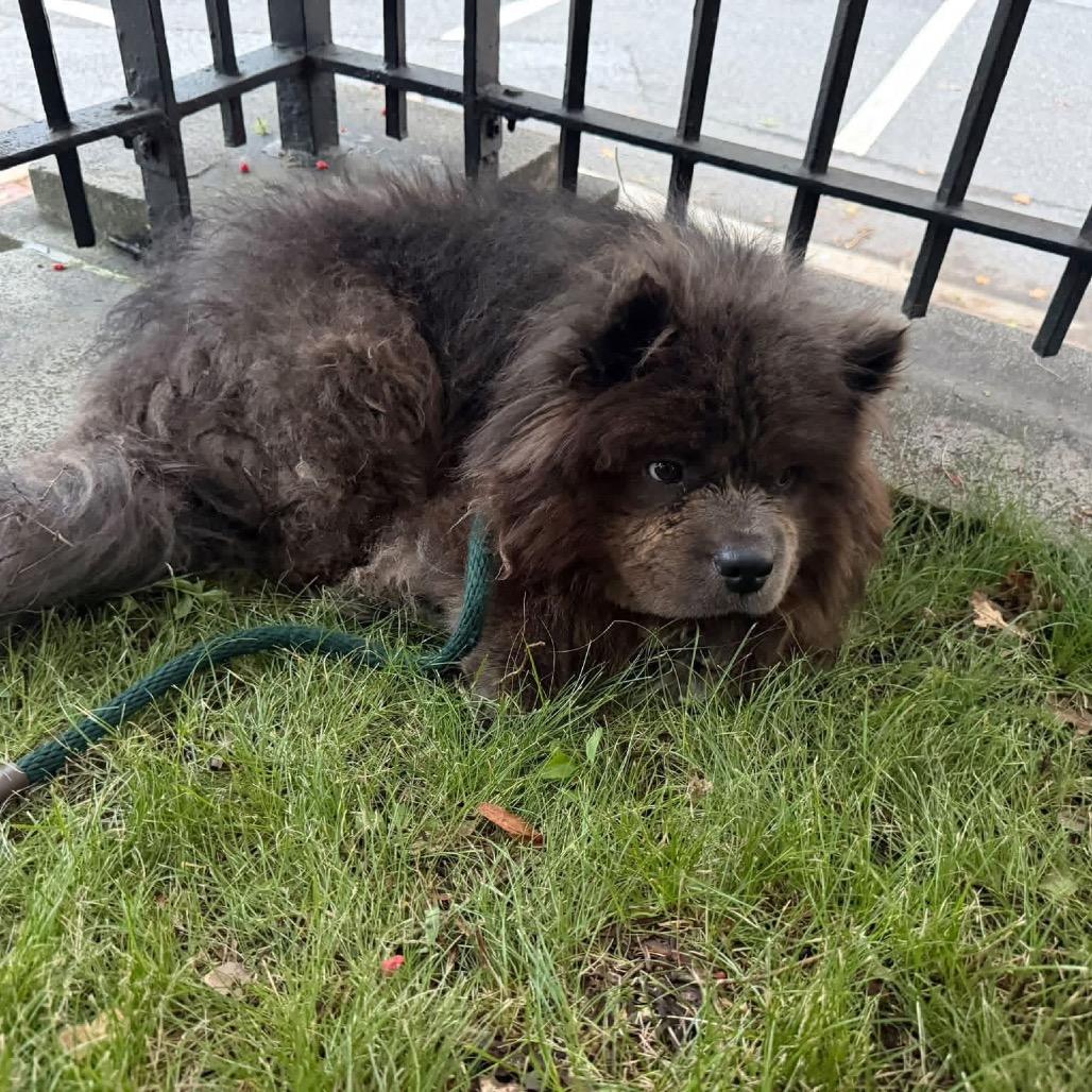 Enlarge Potter, a Adoptable Chow Chow in West Chester, PA image 1/1