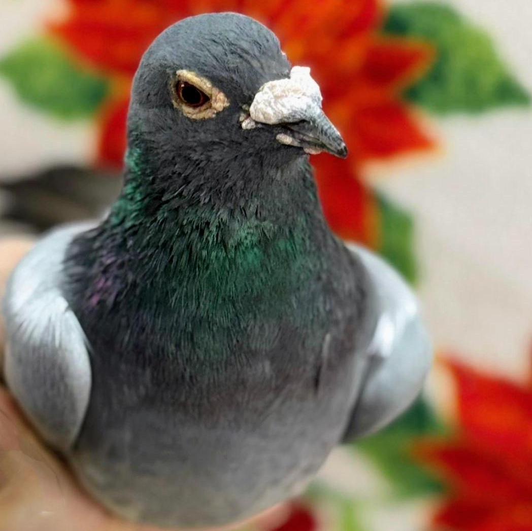 Araceli, Adoptable, Adult Male Pigeon.