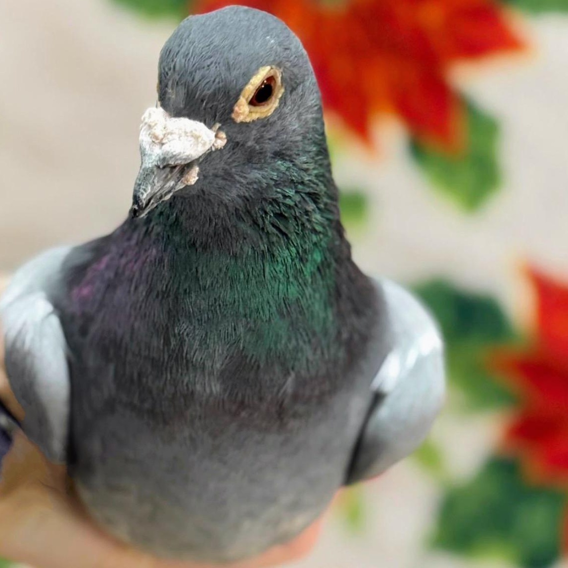 Enlarge Araceli, a Adoptable Pigeon in Chicago, IL image 3/3