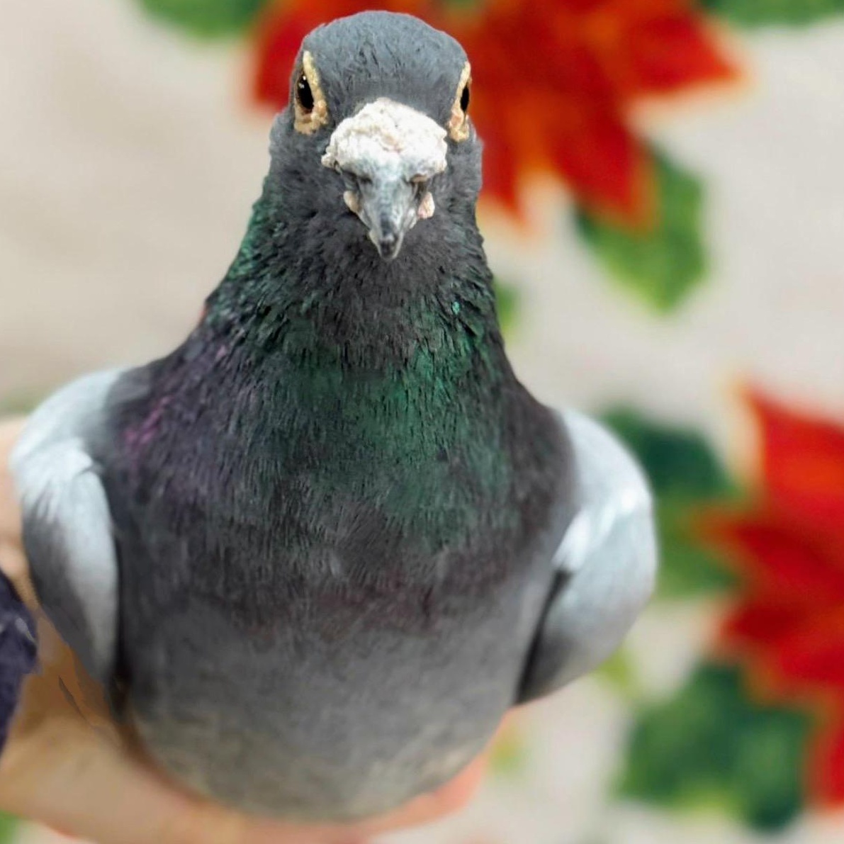 Enlarge Araceli, a Adoptable Pigeon in Chicago, IL image 2/3