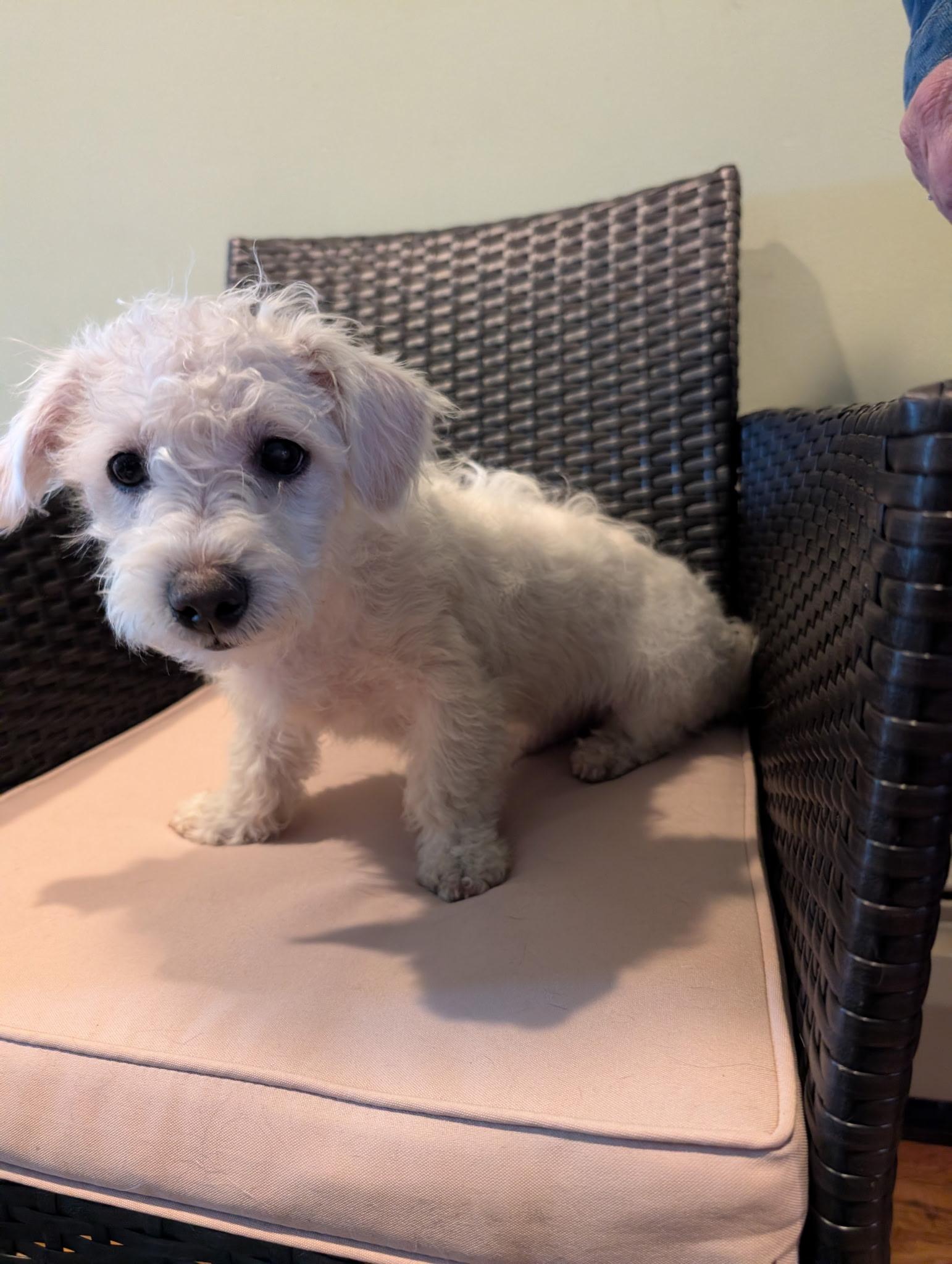 Malcolm, an adopted mixed breed in Central Islip, NY image 4/4