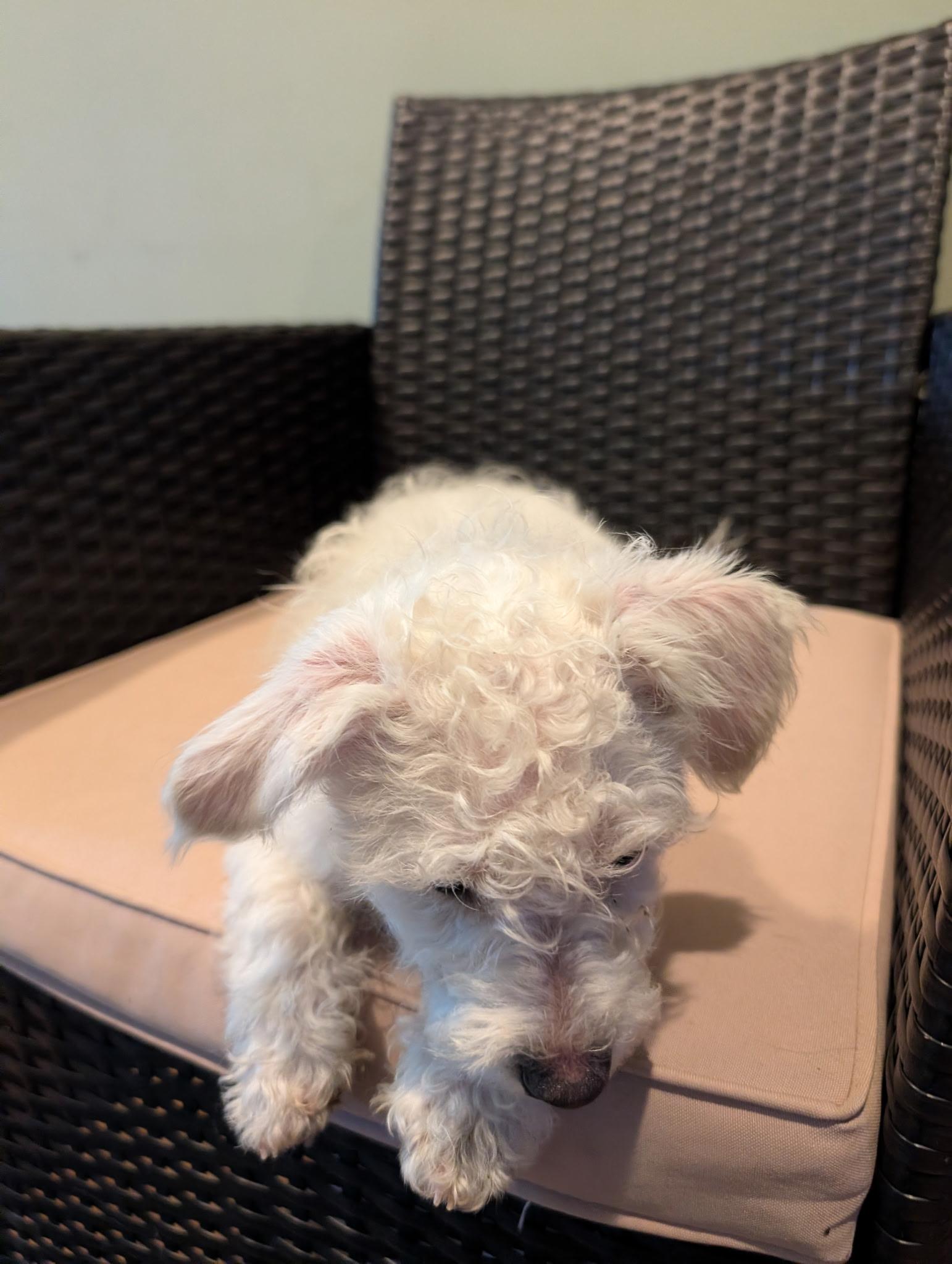Malcolm, an adopted mixed breed in Central Islip, NY image 2/4
