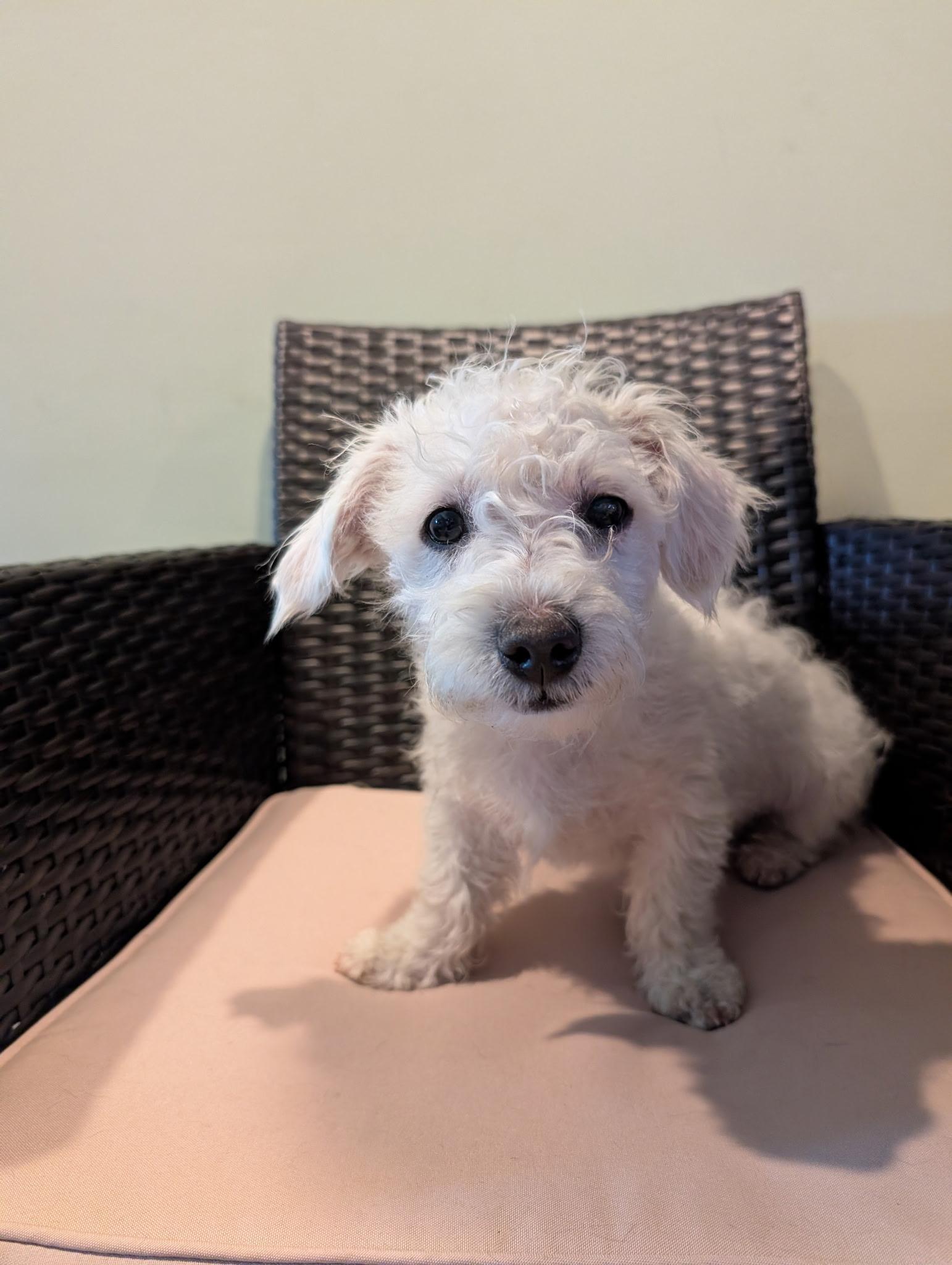 Malcolm, adopted, Puppy Male Wirehaired Terrier & Maltese.