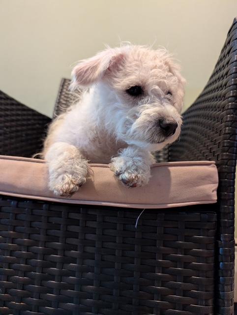 Malcolm, an adopted mixed breed in Central Islip, NY image 3/4