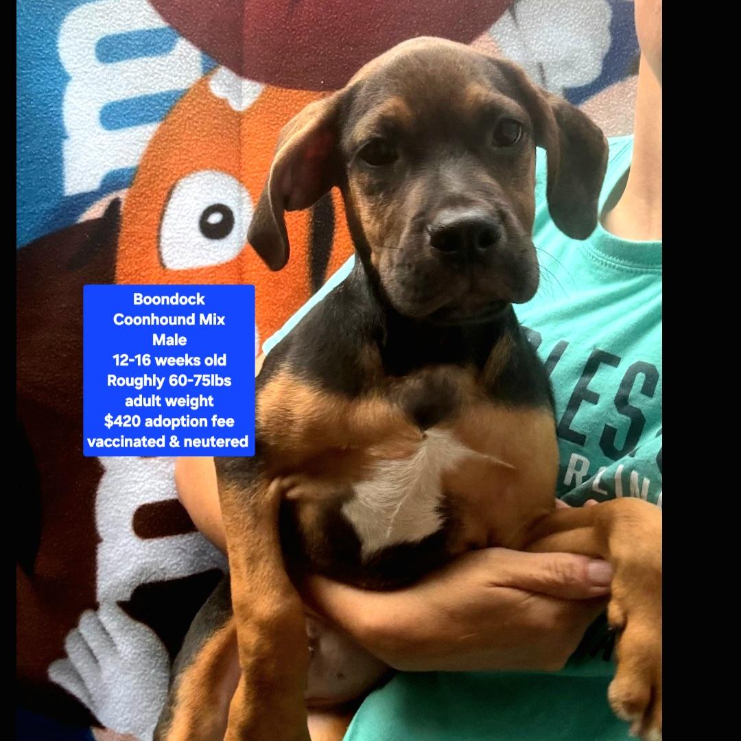 Enlarge Boondock, a ADOPTABLE mixed breed in Oviedo, FL image 1/1