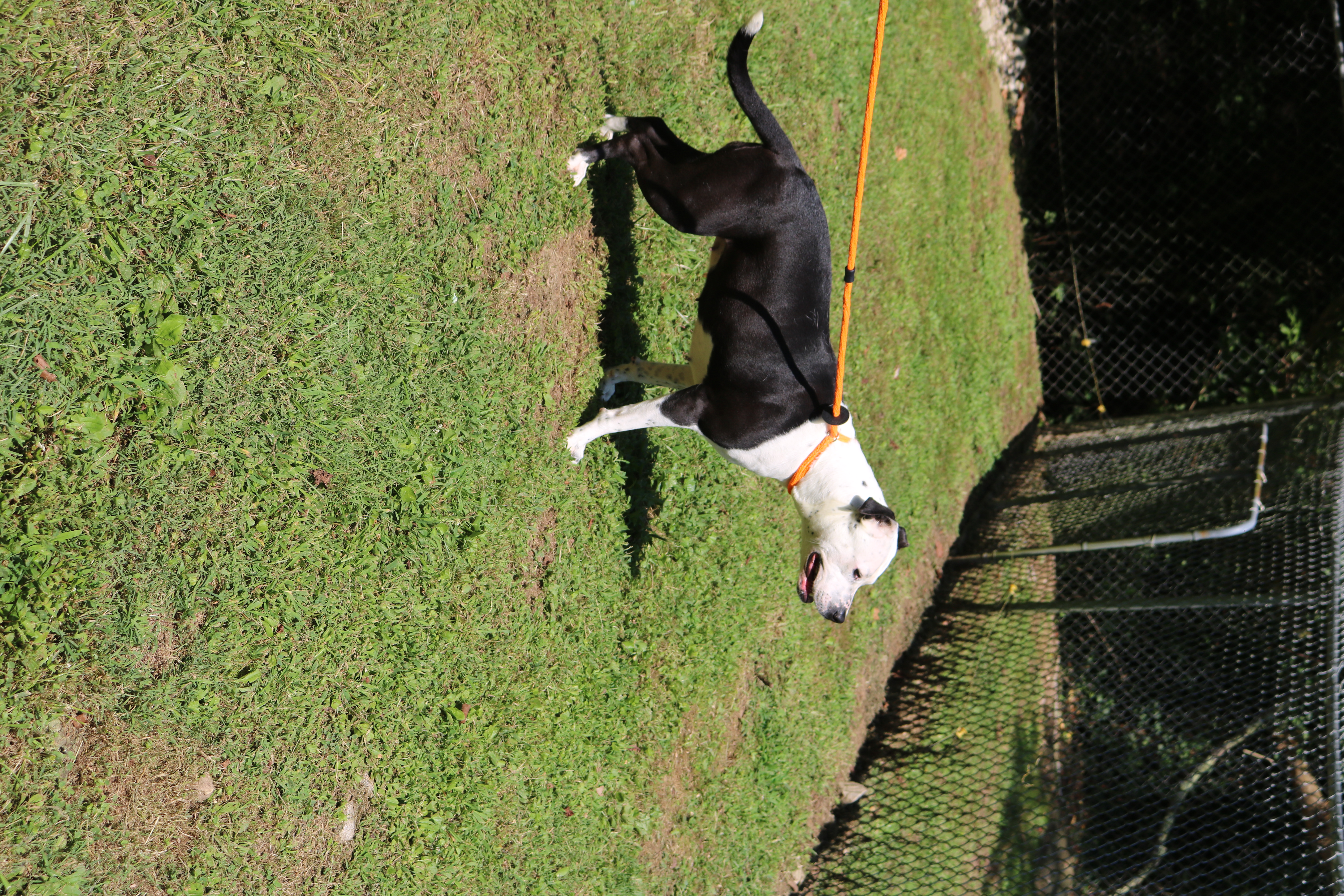 Enlarge Panda, a Adoptable American Bulldog in New Martinsville, WV image 4/5