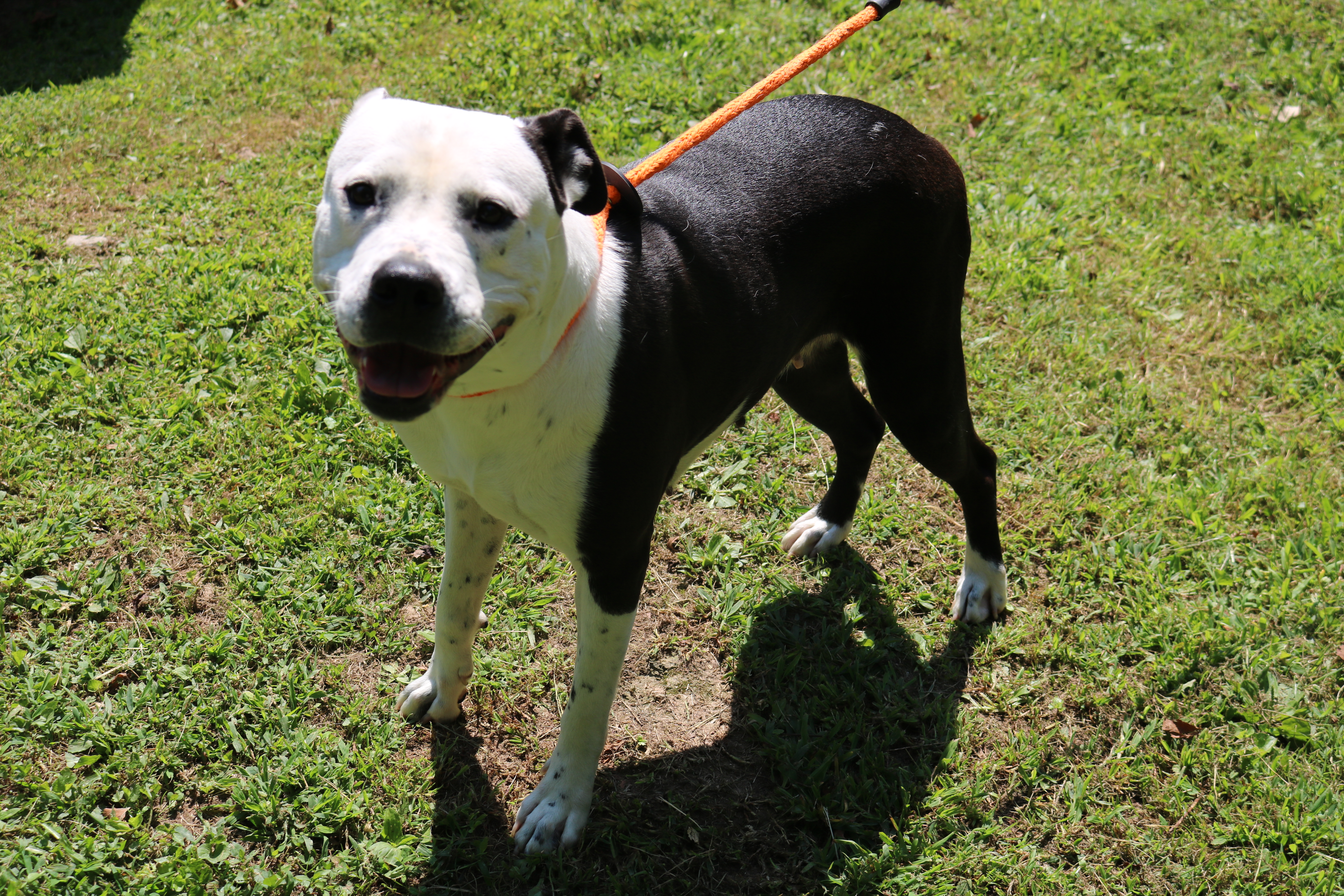 Enlarge Panda, a Adoptable American Bulldog in New Martinsville, WV image 5/5