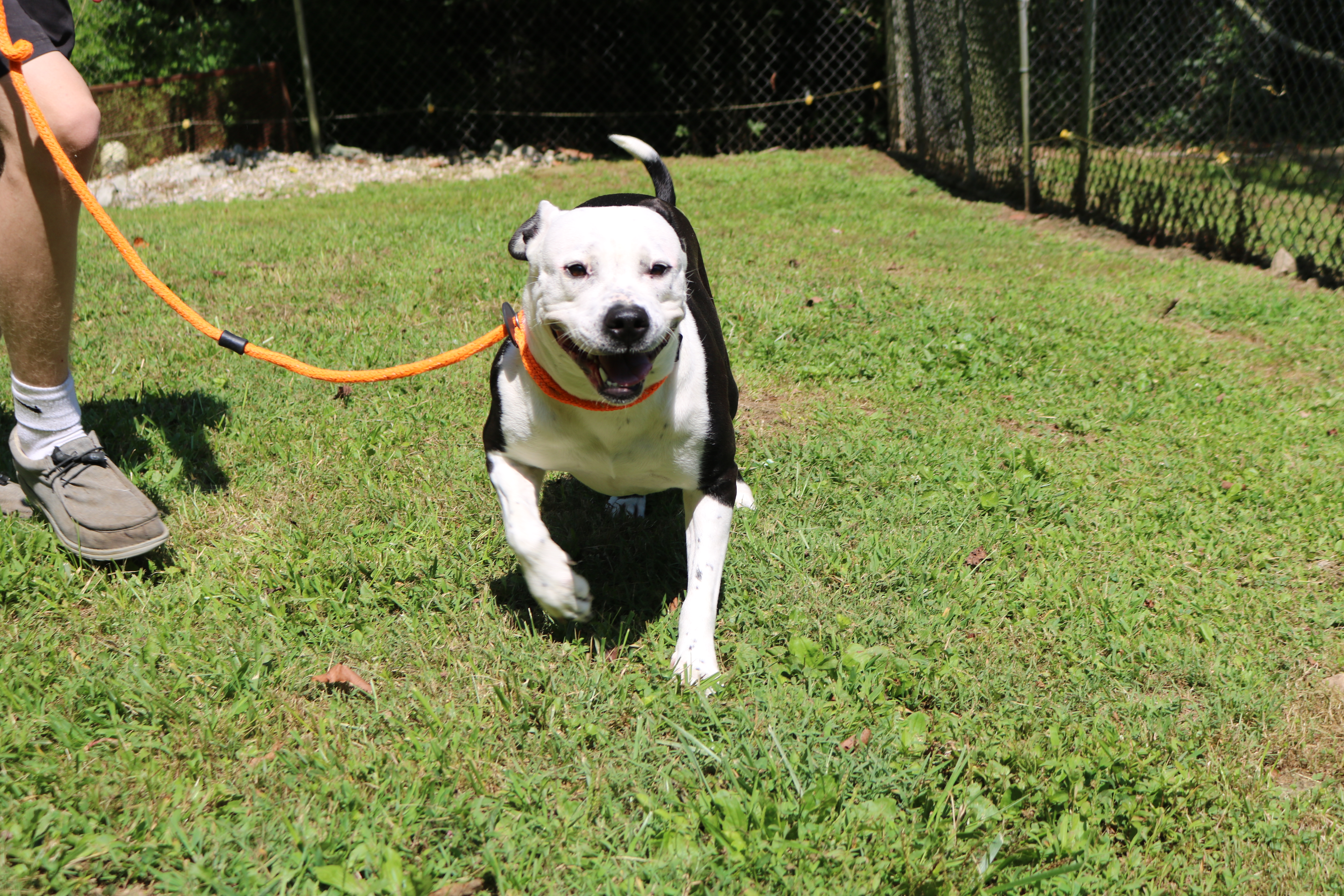 Enlarge Panda, a Adoptable American Bulldog in New Martinsville, WV image 3/5