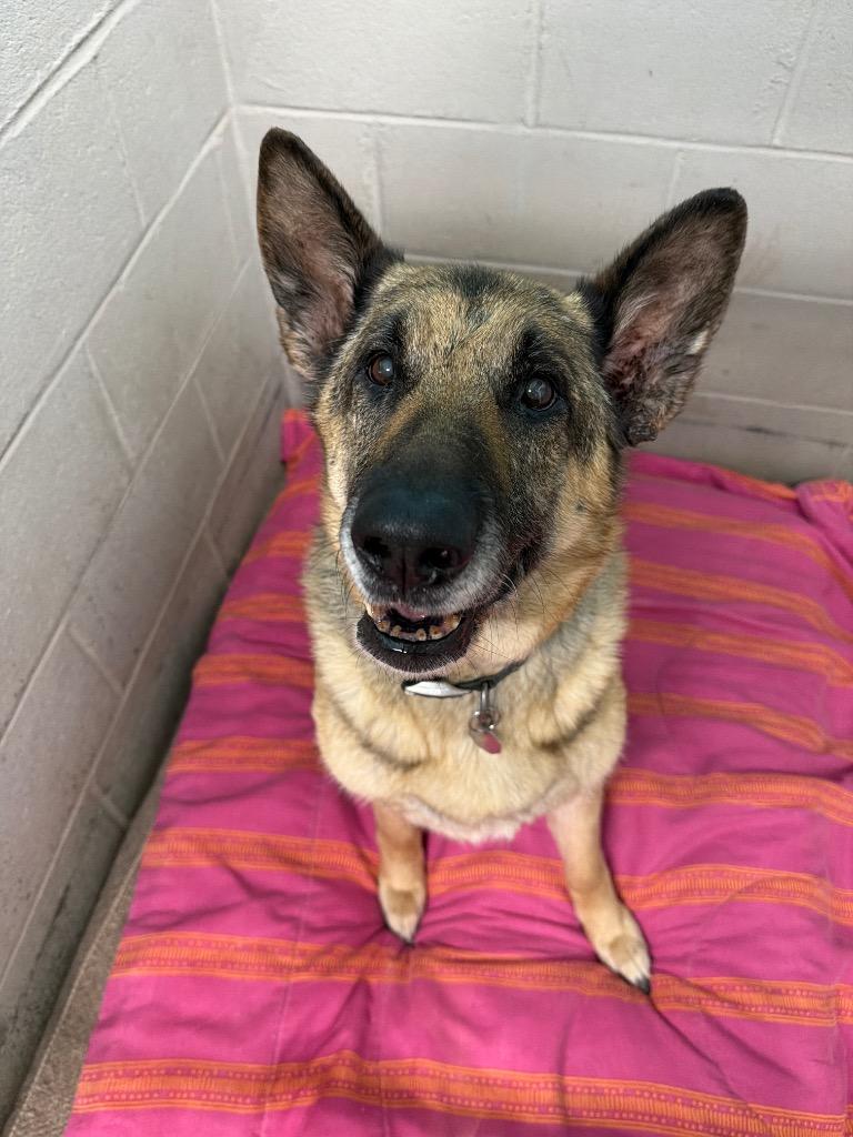 Stella, Adoptable, Senior Female German Shepherd Dog.