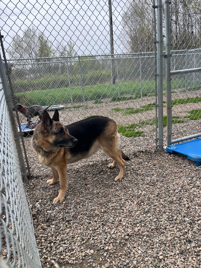 Stella, a Adoptable German Shepherd Dog in Virginia, MN image 2/3