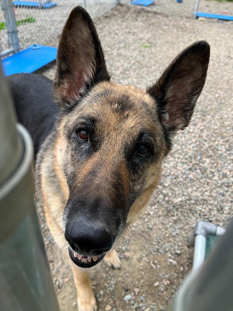 Stella, a Adoptable German Shepherd Dog in Virginia, MN image 3/3