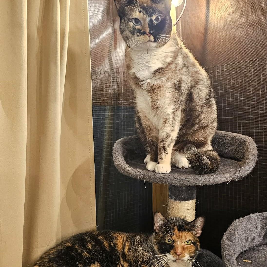 PHANTOM & OPERA, Adoptable, Senior Female Siamese & Calico.