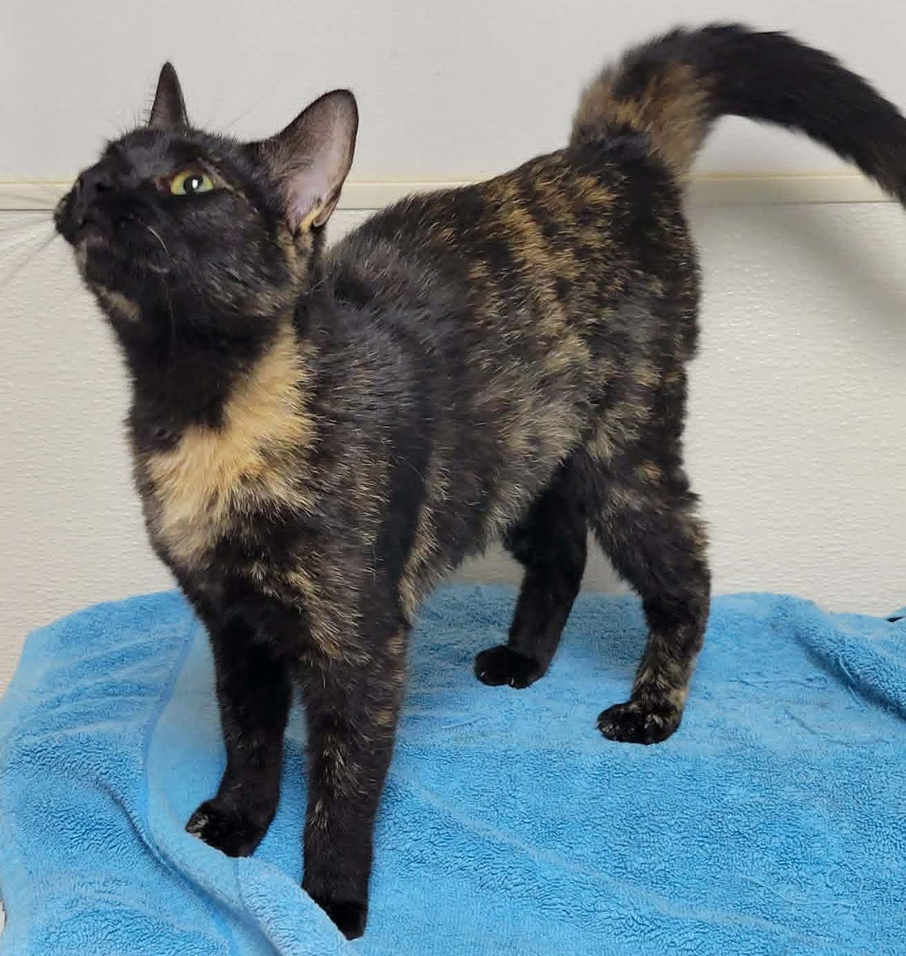 Ezra, ADOPTABLE, Young Female Tortoiseshell.