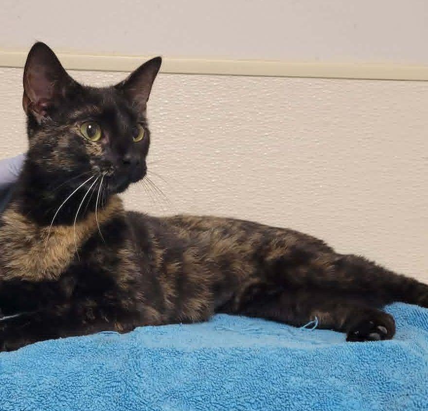 Enlarge Ezra, a ADOPTABLE mixed breed in Portage, WI image 3/3