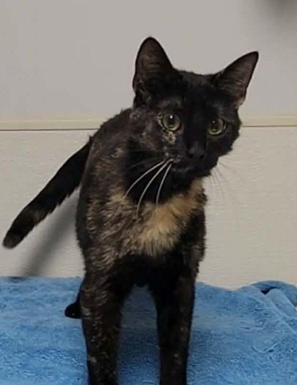 Enlarge Ezra, a ADOPTABLE mixed breed in Portage, WI image 2/3