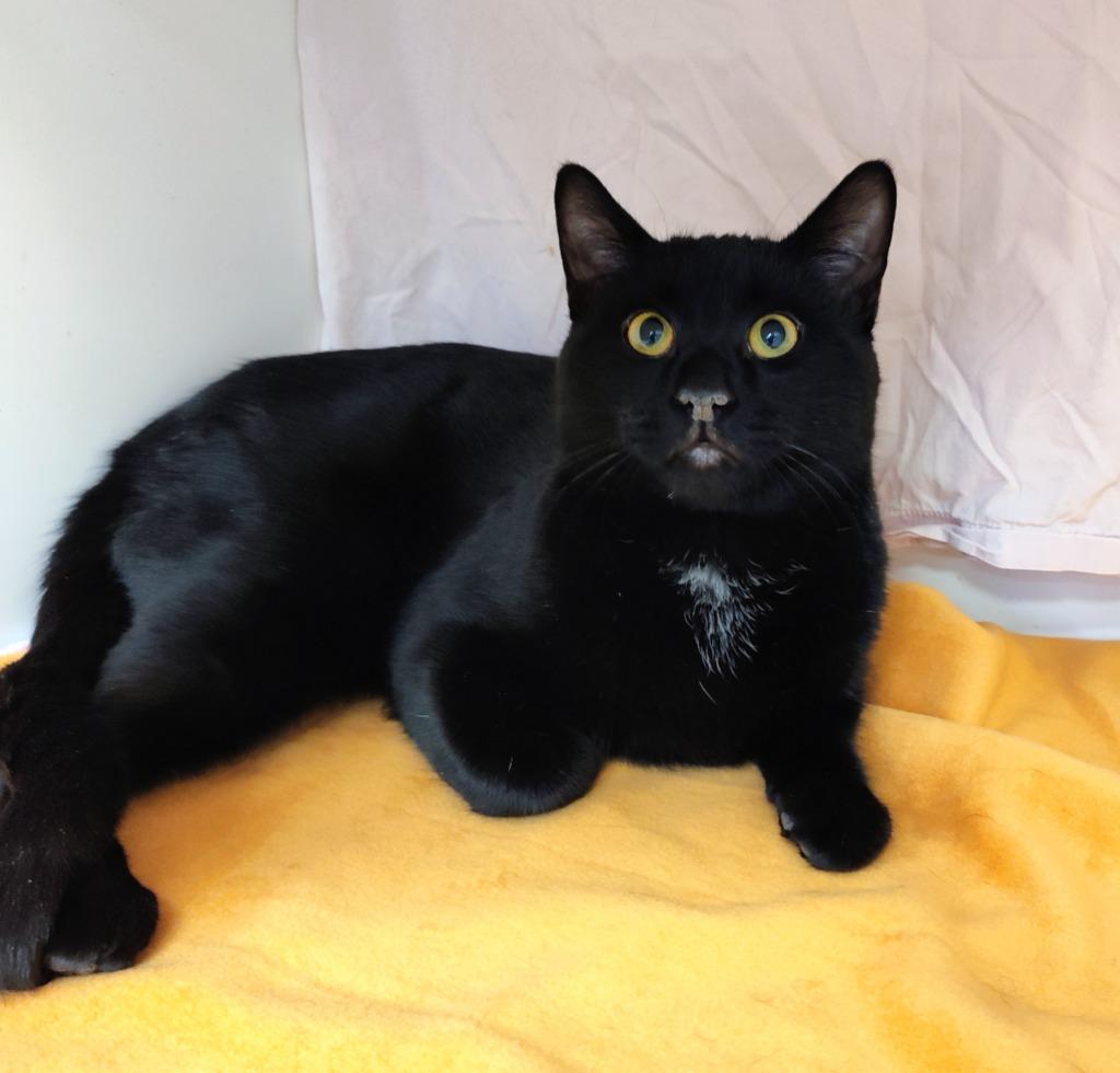 Enlarge Custard, a Adoptable mixed breed in Grand Forks, ND image 1/1