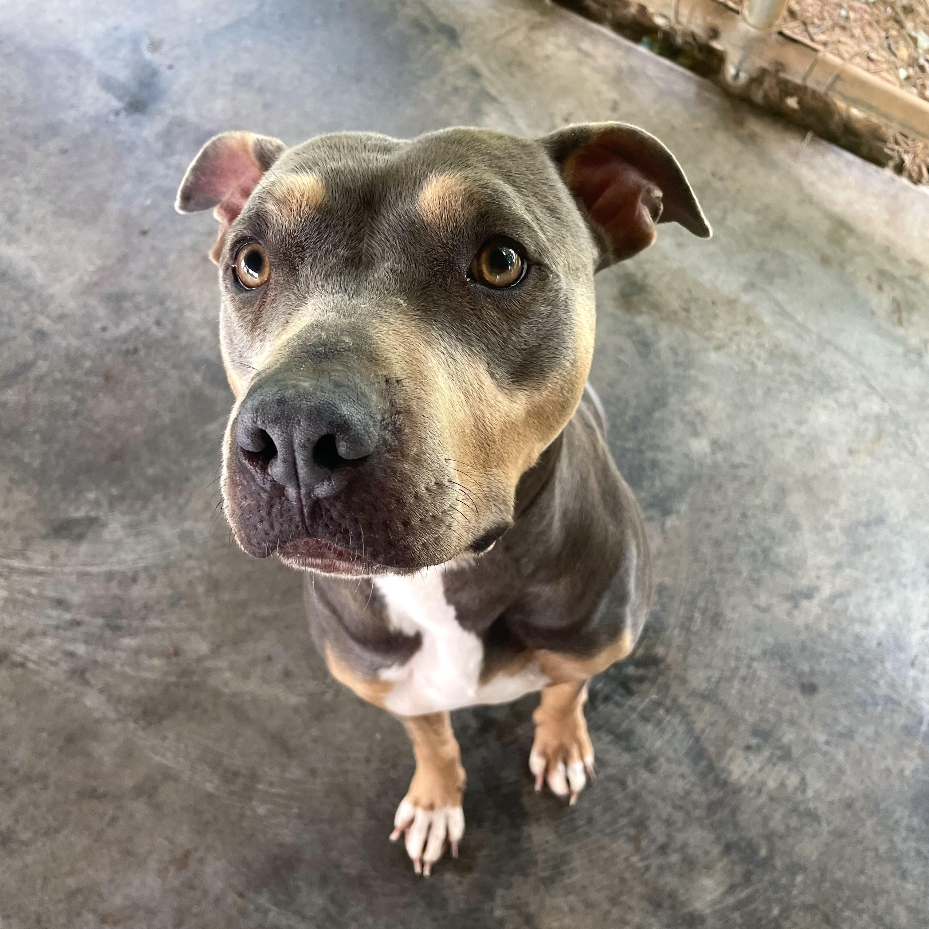 Enlarge Cricket, a ADOPTABLE Pit Bull Terrier in Edinburg, VA image 1/1