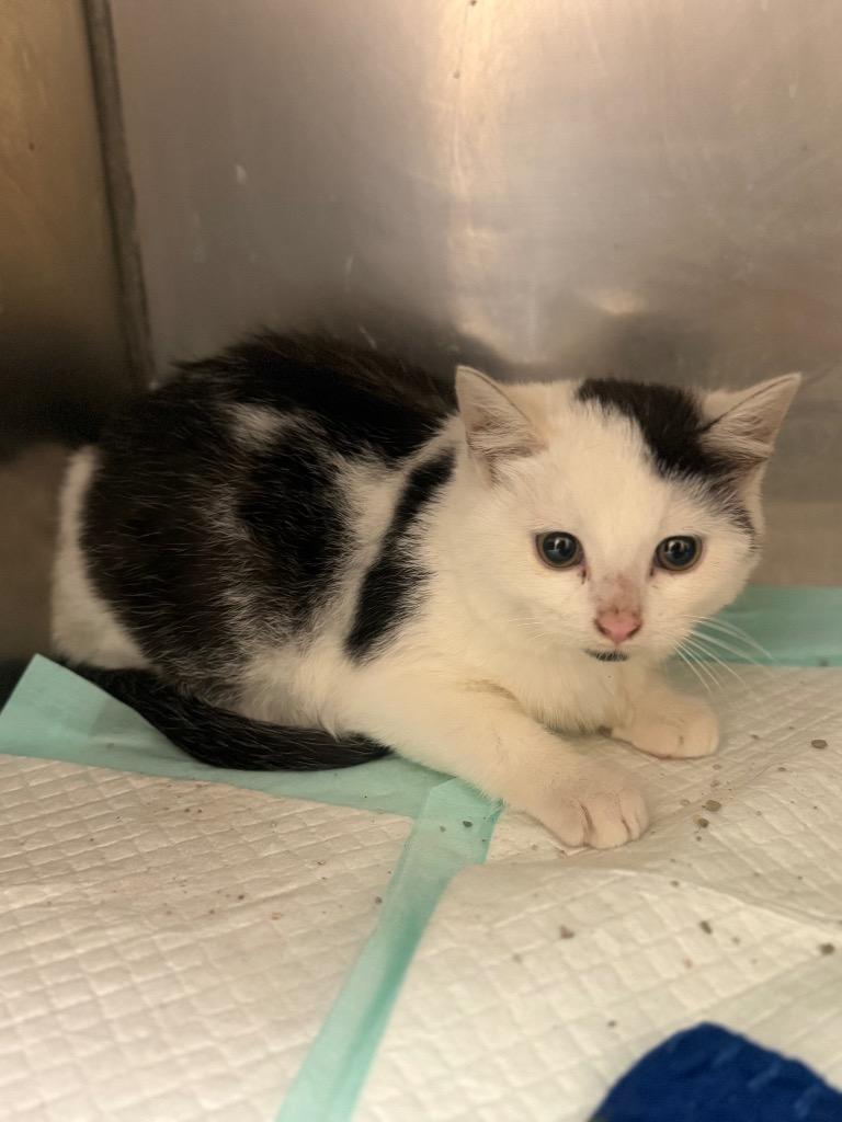 Mackey, Adoptable, Kitten Male Domestic Medium Hair.