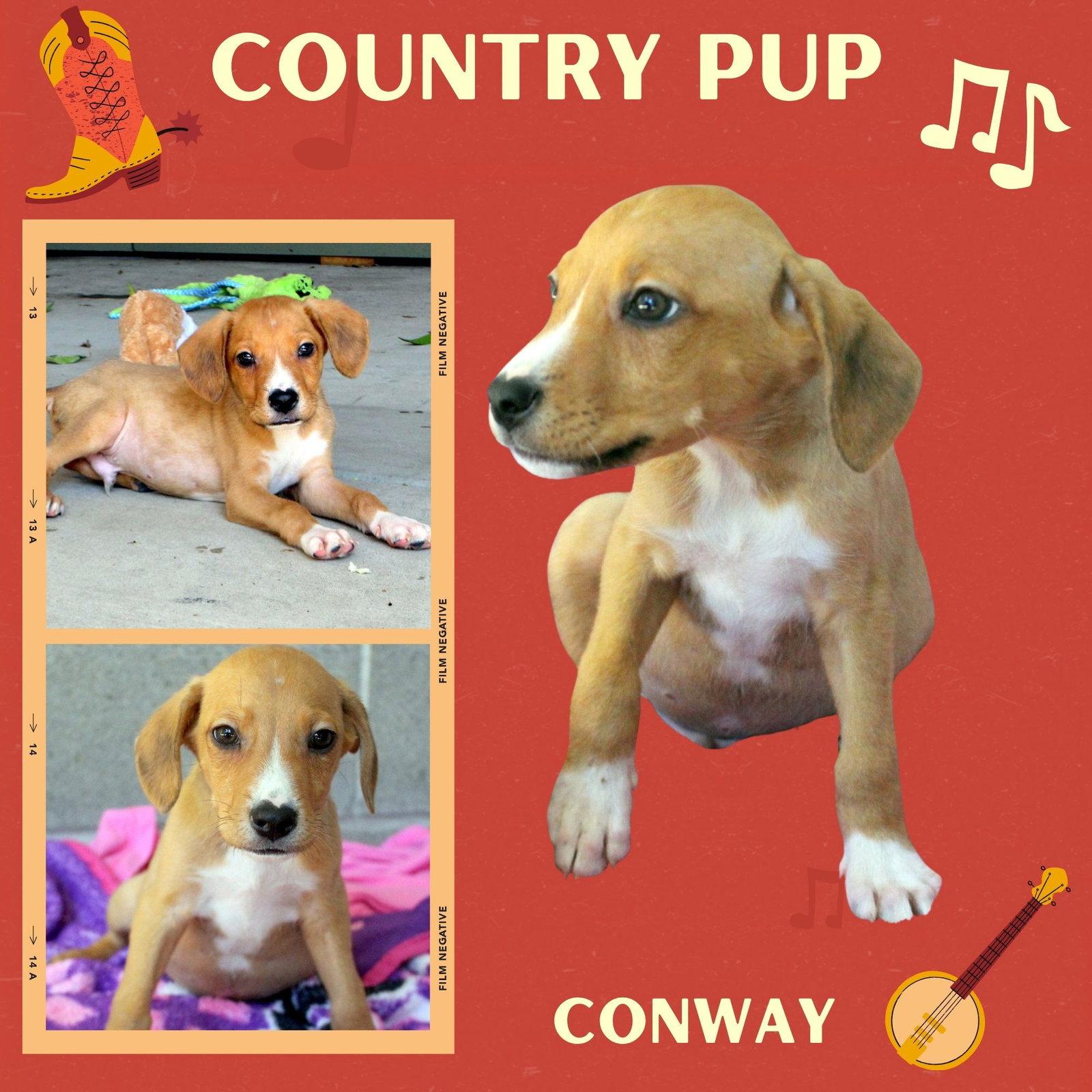 Conway(Puppy), Adoptable, Puppy Male Hound.