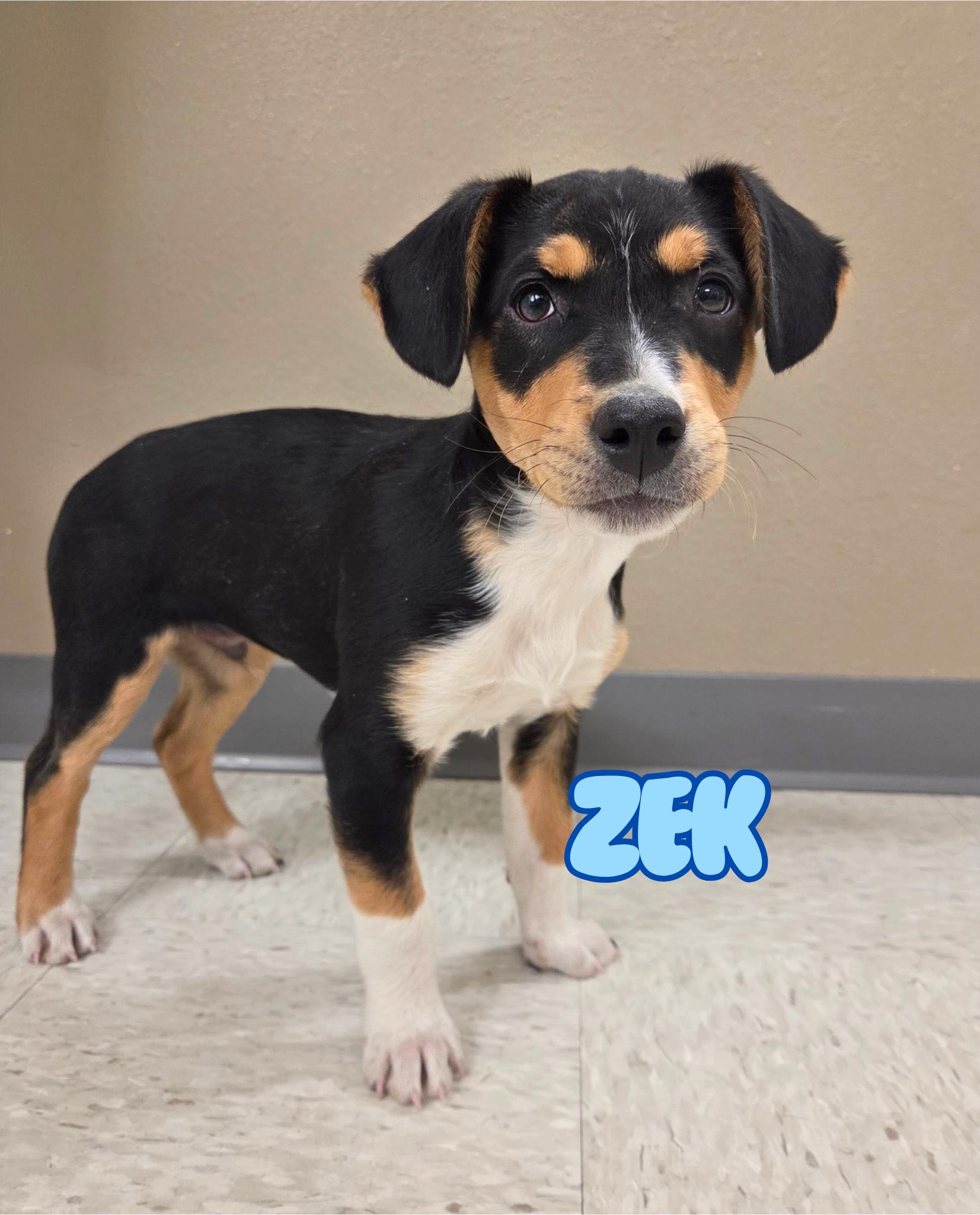 Enlarge Zek, an adopted mixed breed in Nevada, IA image 1/1