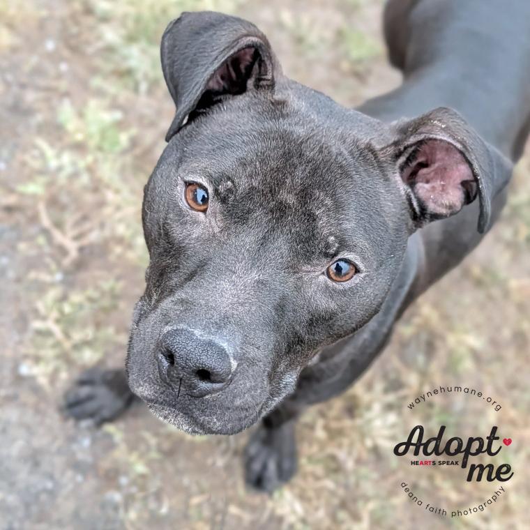 Enlarge Dusty, a ADOPTABLE Pit Bull Terrier in Lyons, NY image 1/1