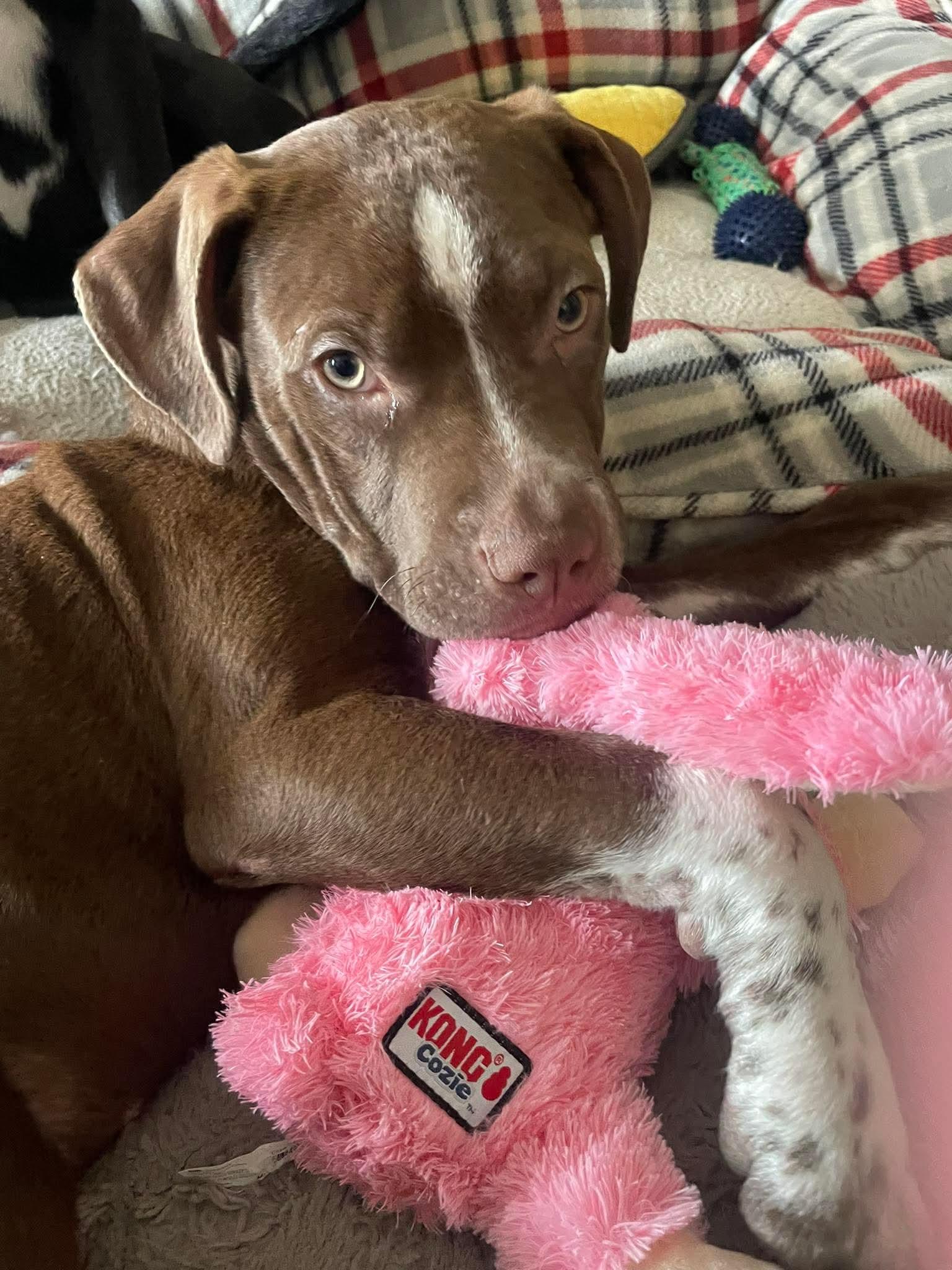 Enlarge BBQ, a ADOPTABLE Pit Bull Terrier in Bethlehem, PA image 6/6